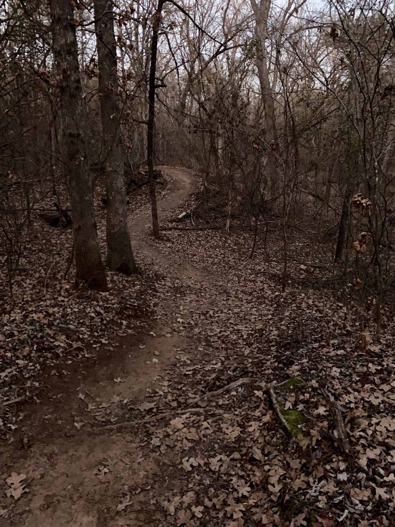 Winding dirt path through a dense, bare forest with fallen leaves under dim light. - Lake McMurtry Red Trail