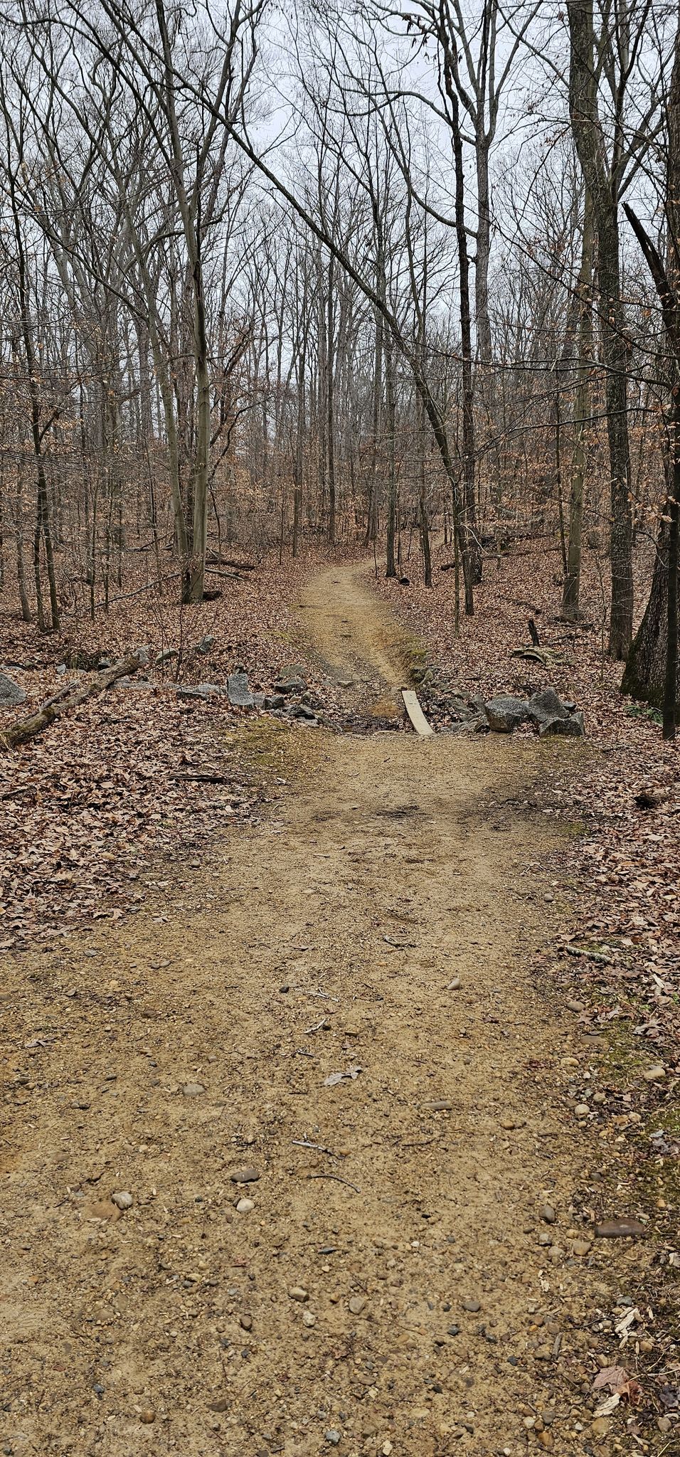 A dirt path through a bare forest with a small wooden plank under overcast light. - Meadowood Outer Loop