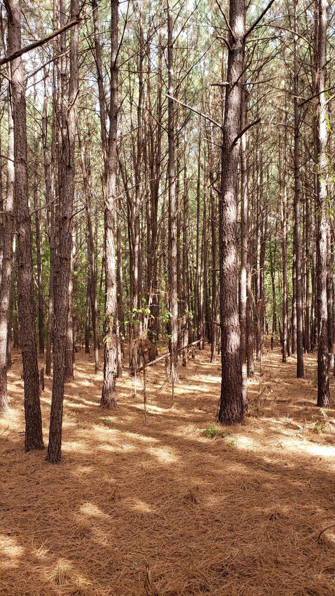 Dense pine forest with tall trees and a ground covered in brown needles. - Little Creek Trail loop