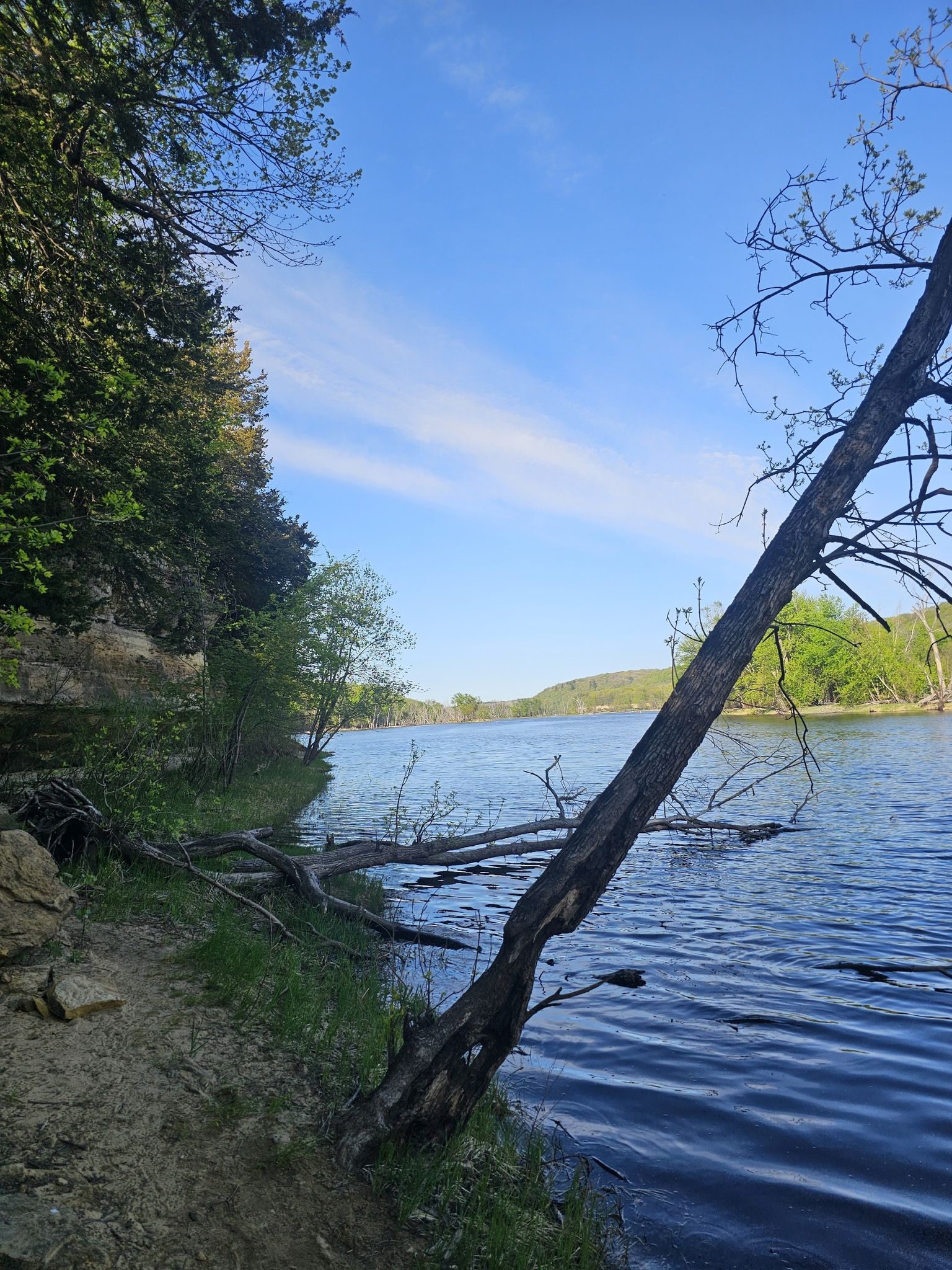 Leaning tree over calm water with a forested bank under a bright blue sky. - St. Croix Boom Site Waterfall Trail
