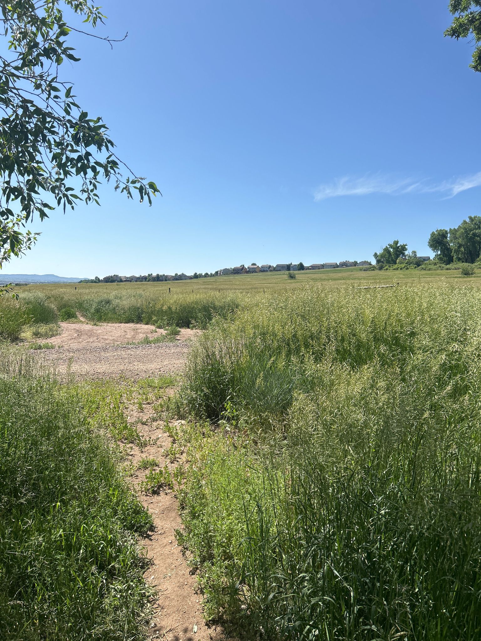 A narrow dirt path winds through tall green grass under a clear blue sky. - Black Bear Trail  Trailhead loop from Hildebrand Ranch Park