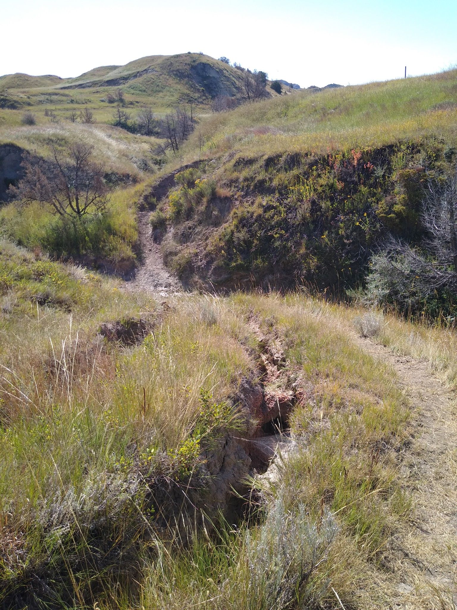 Eroded dirt path winding through grassy, sunlit hills under a clear sky. - Upper & Lower Talkington Trail loop