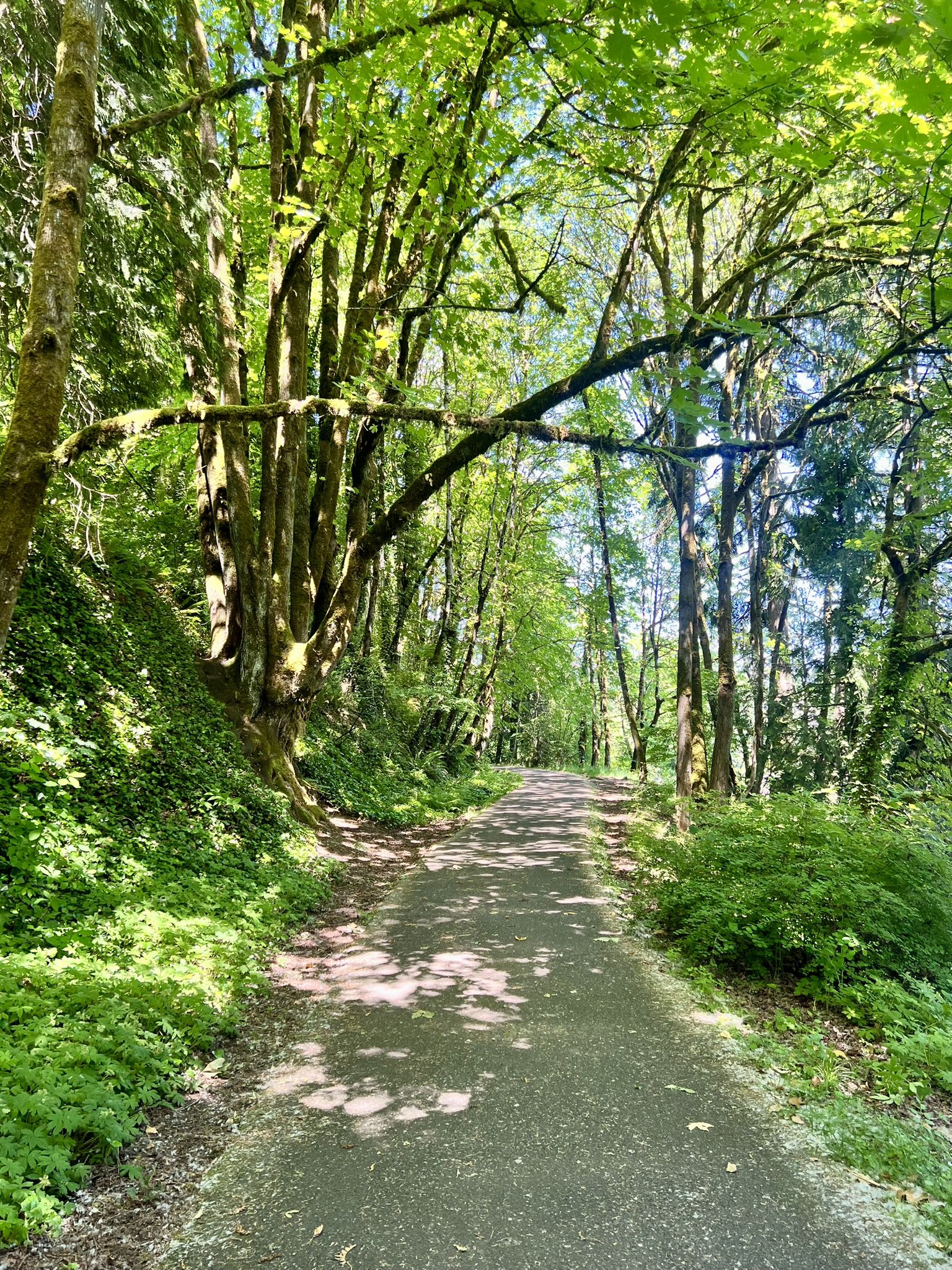 A paved path winds through a sun-dappled forest with tall green trees. - Willamette Greenway Trail
