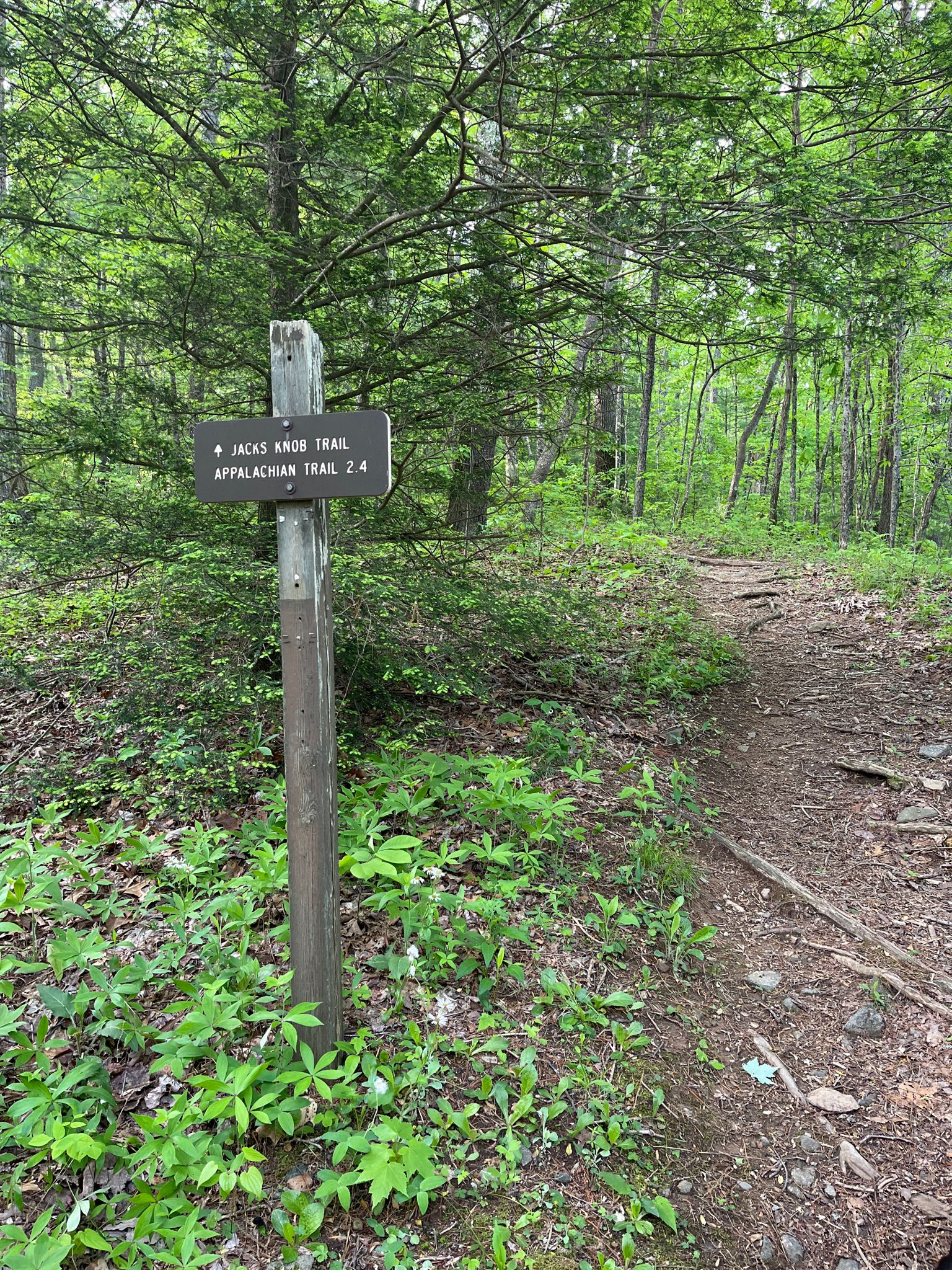 A wooden trail sign stands at a fork in a dirt path in a green forest. - Richard B. Russell Scenic Highway to Seed Lake loop