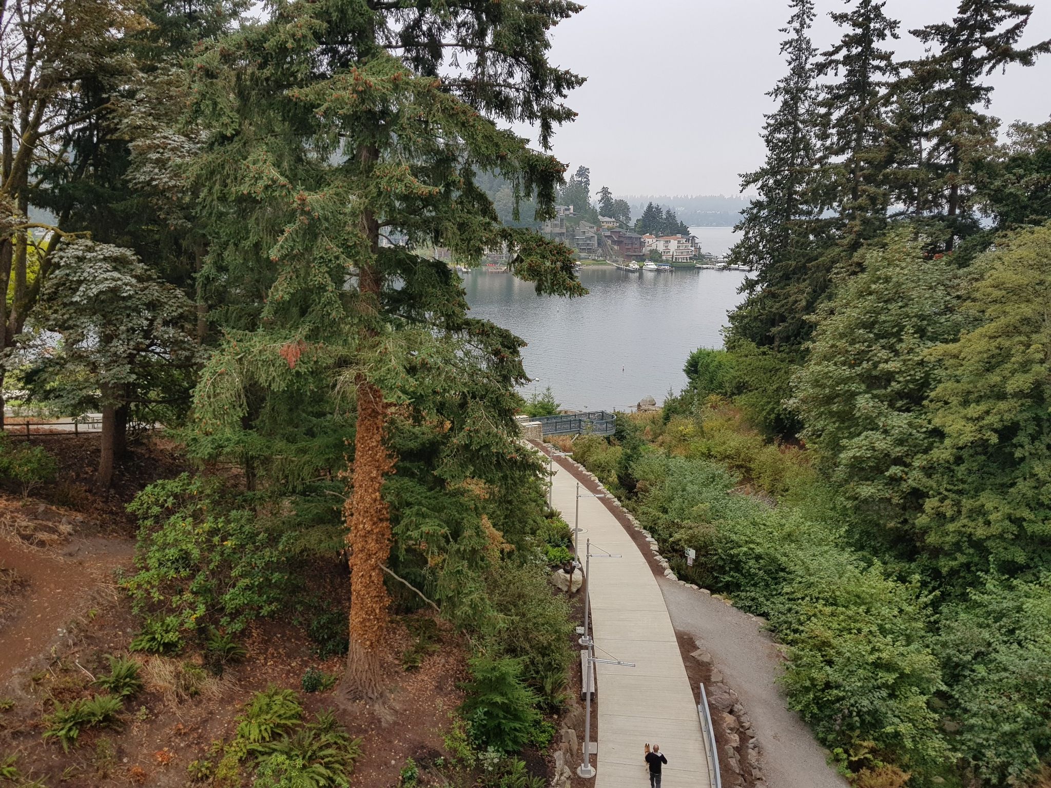 Person walks on a paved path through dense green trees by water. - Sammamish River – 520 Bridge View Park loop from Marymoor Village