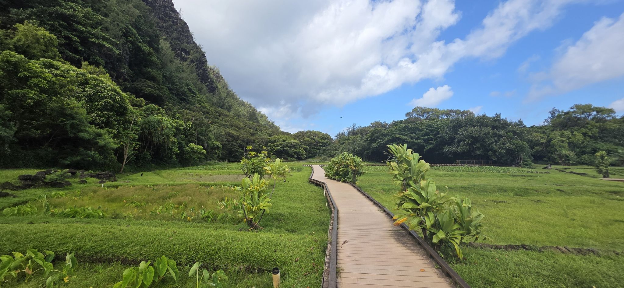 A wooden boardwalk winds through lush green fields towards distant mountains. - Kalalau Trail (Ke'e Beach to Hanakapiʻai Beach) – Hā'ena State Park