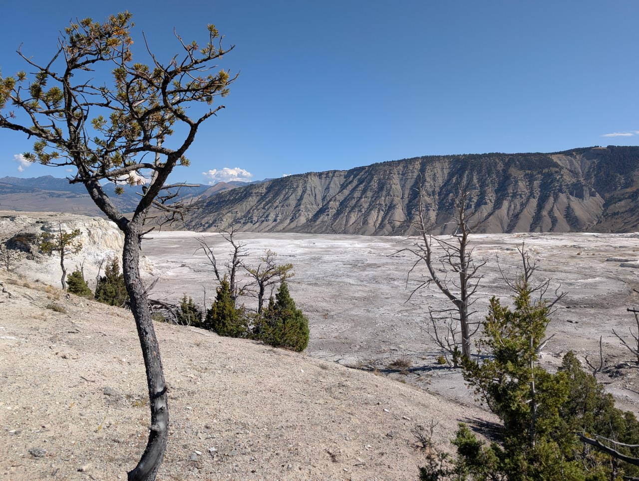 Dry, barren landscape with scattered trees and a large mountain range under a clear sky. - Mammoth Hot Springs Terraces loop from Mammoth Hot Springs Terraces
