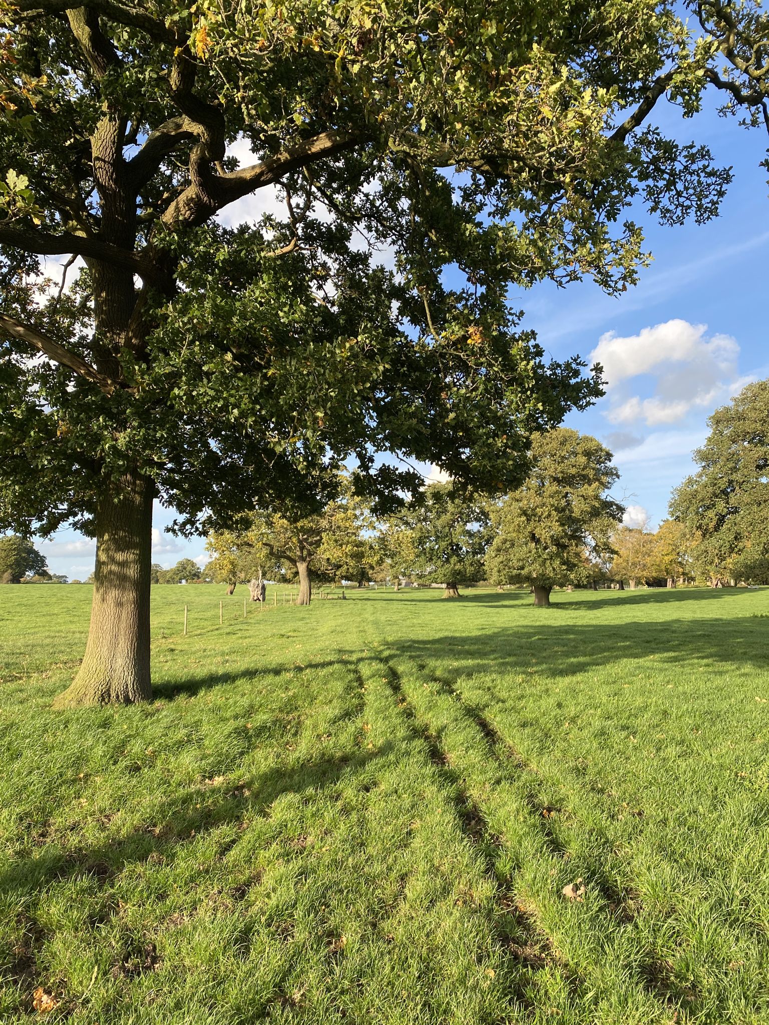 Walk past the row of oak trees 