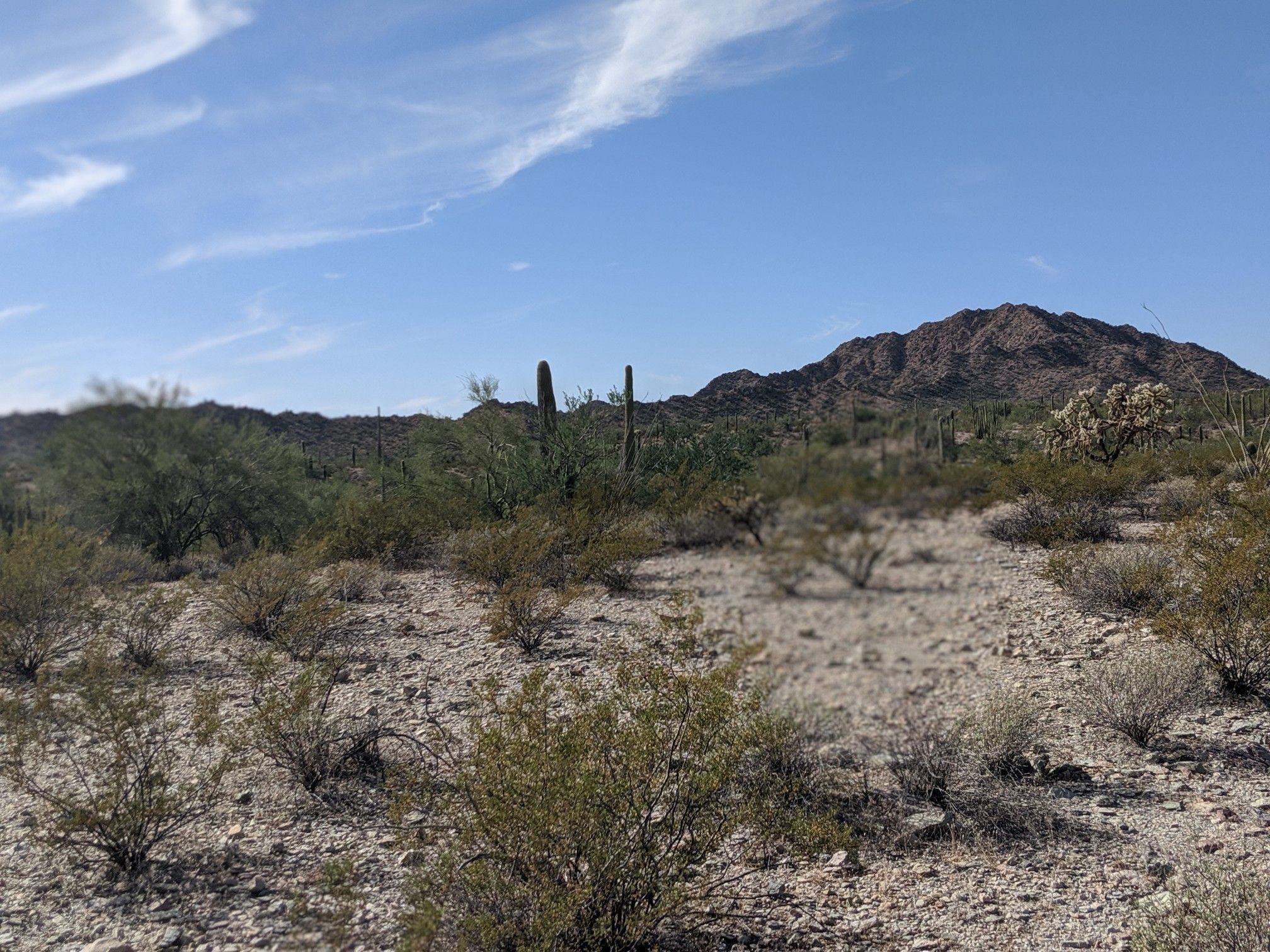 Desert landscape with cacti, shrubs, and mountains under a bright blue sky. - Victoria Mine Trail