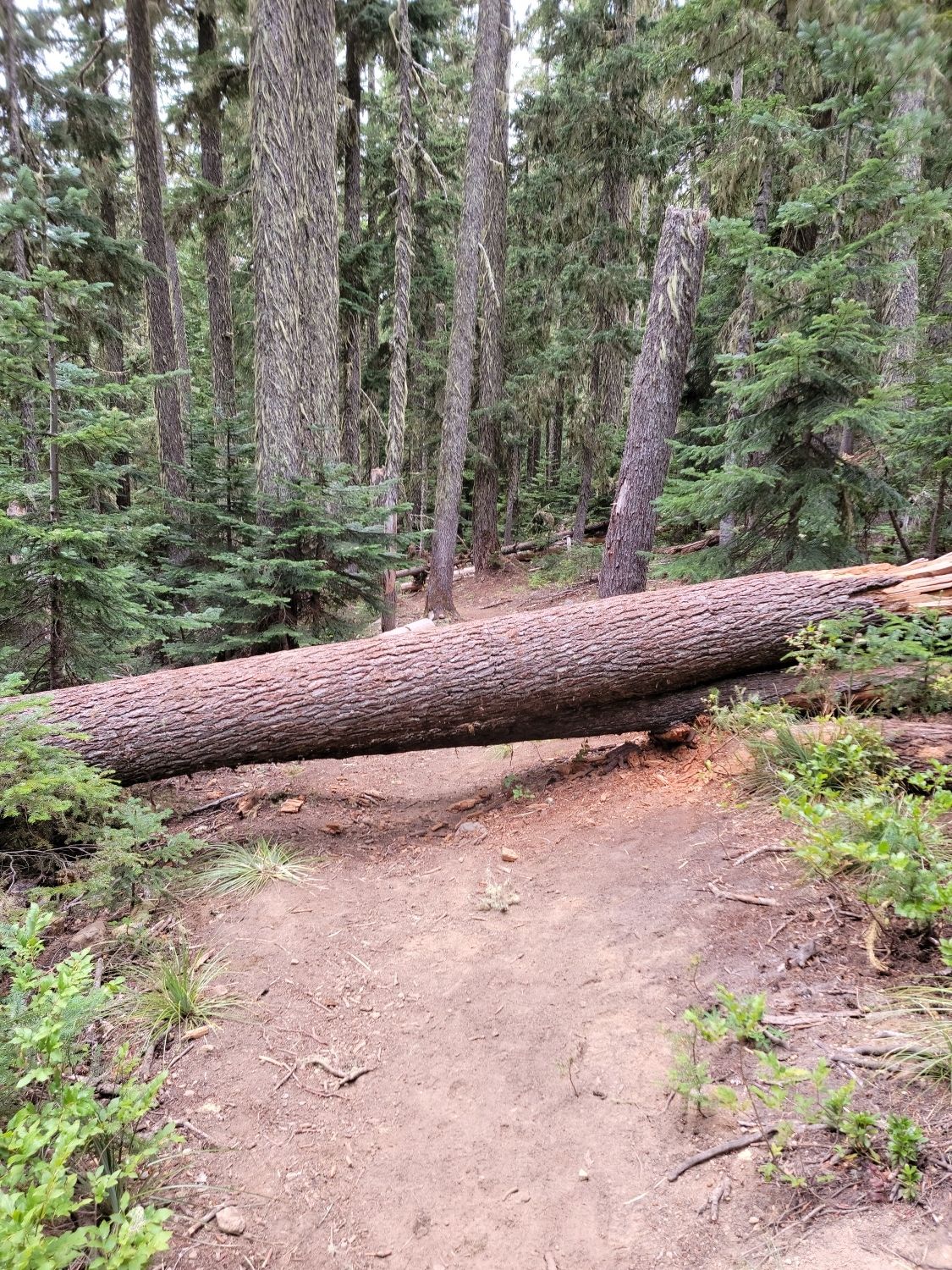Large fallen log blocking a dirt trail in a dense evergreen forest. - Upper Twin Lake via Pacific Crest Trail and Twin Lakes Trail