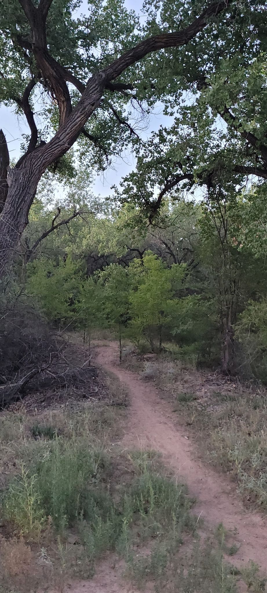 A narrow dirt path winding through a dense green forest. - Alameda Trail – Alameda Bridge West loop from Bachechi Open Space Trailhead Parking