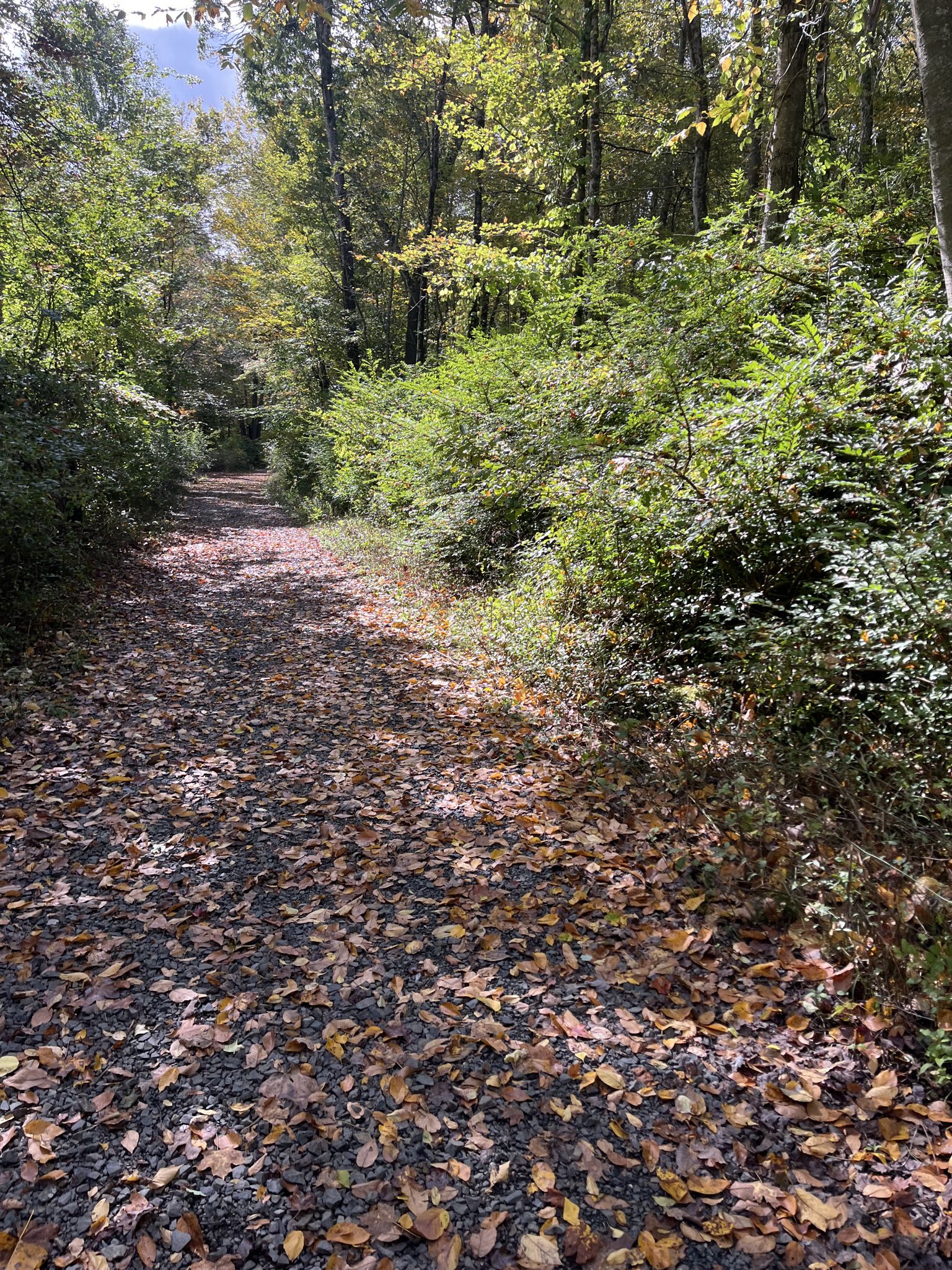 A forest path covered in fallen autumn leaves, with dappled sunlight. - Larkin State Park Trail – Whittemore Glen State Park loop from Whittemore Glen State Park