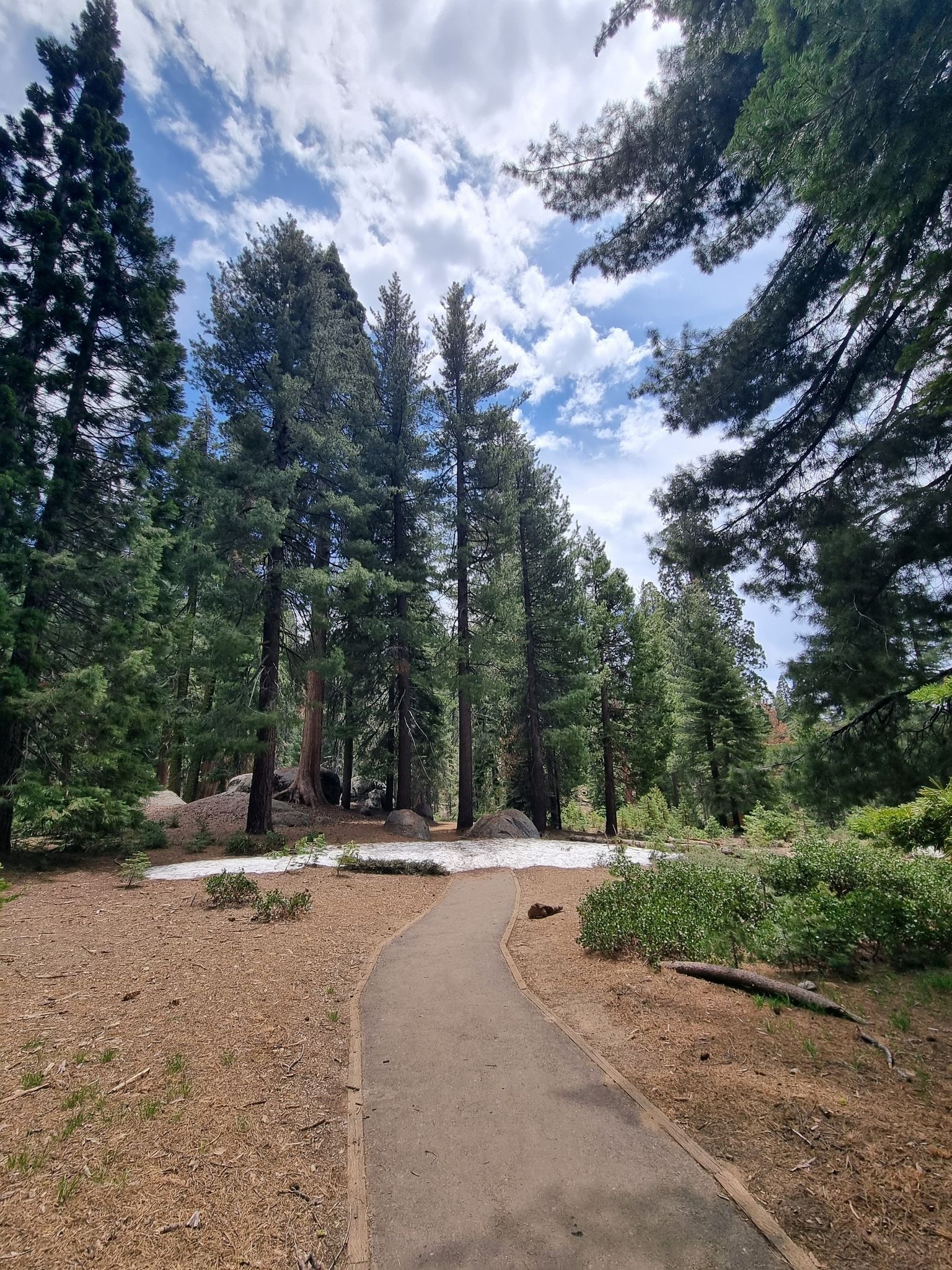 Paved path winding through a tall evergreen forest with patches of snow. - Sherman Tree, Congress, Trail of the Sequoias, and Tharp's Log Loop