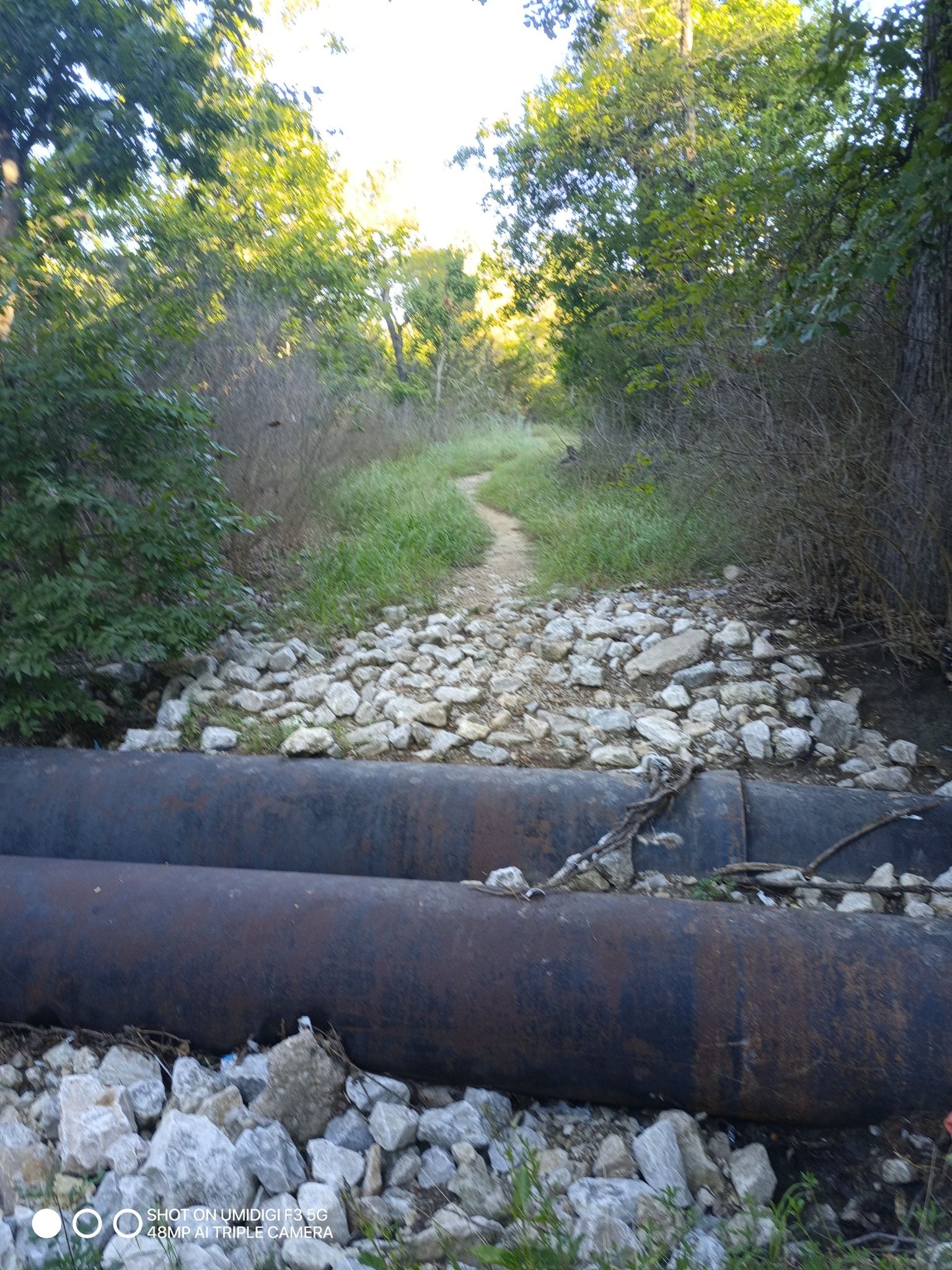 Dirt path over large pipes and rocks in a sunny, overgrown wooded area. - Hawk Trail to Cottontail Bend Loop