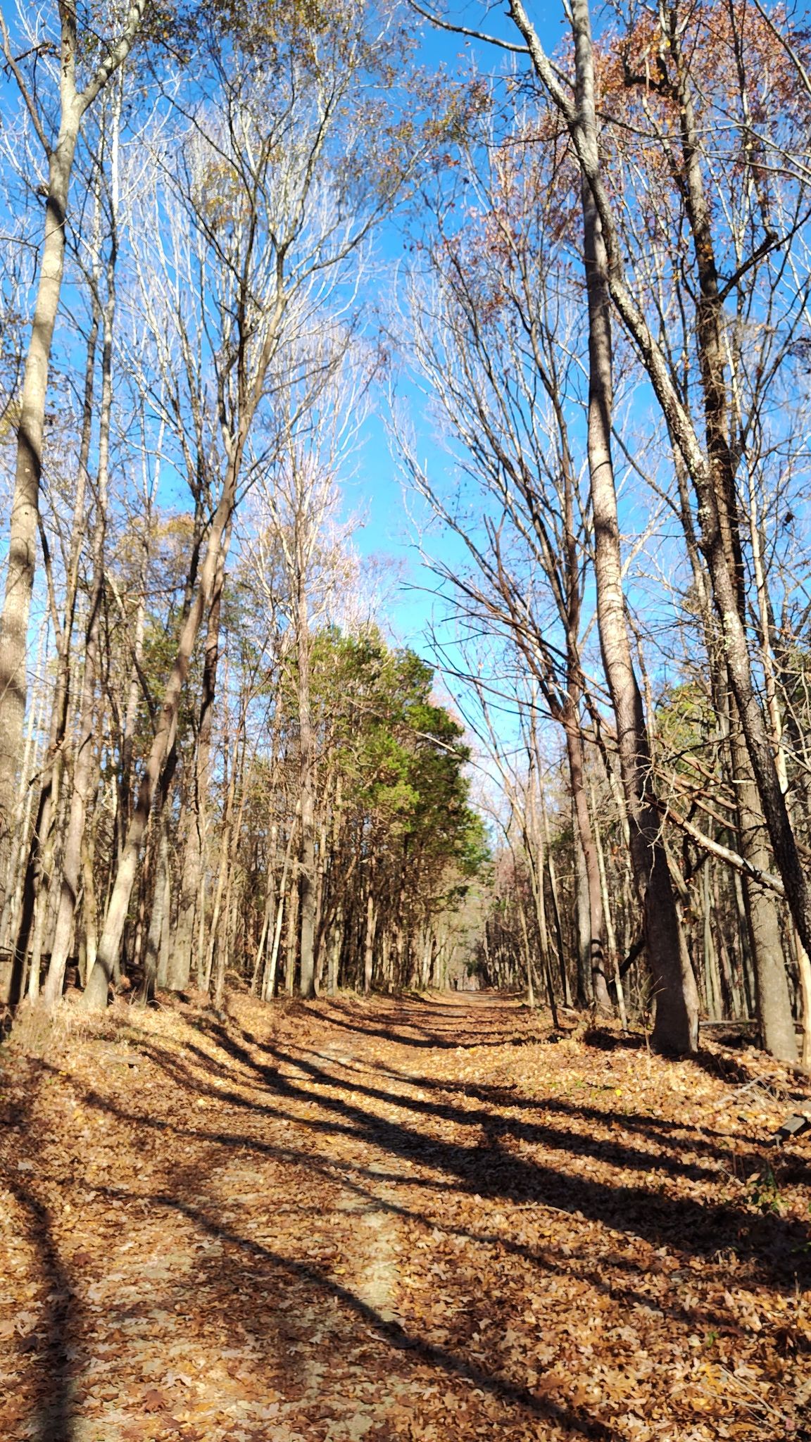 Wide forest path covered in autumn leaves under bright blue sky. - Hill to Cove to Split Rock Loop