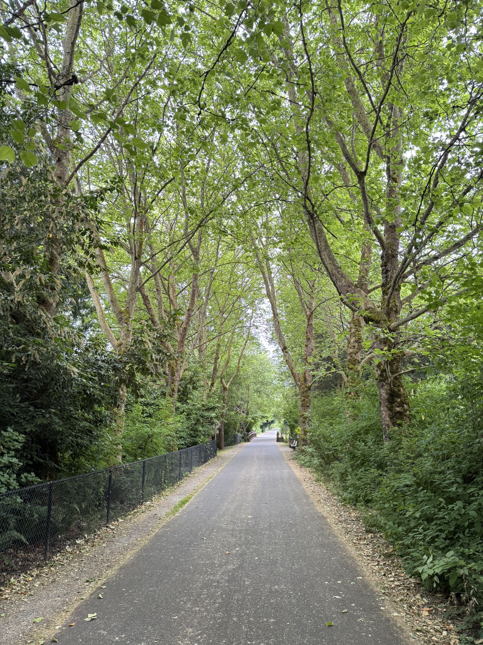 Overcast day on a paved path shaded by tall, leafy green trees. - Echo Lake – View of Floodwater Reservoir loop from Mill Creek
