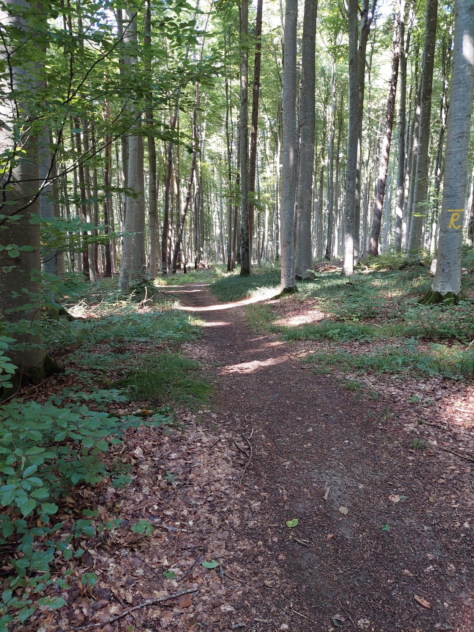 trail durch Parcours