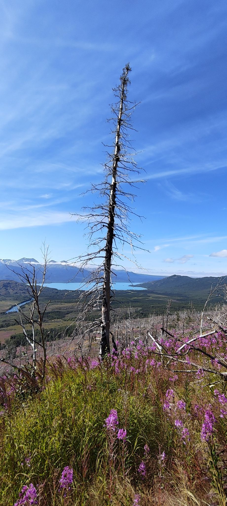 A tall, dead tree stands over purple wildflowers, lake, and mountains. - Hideout Trail
