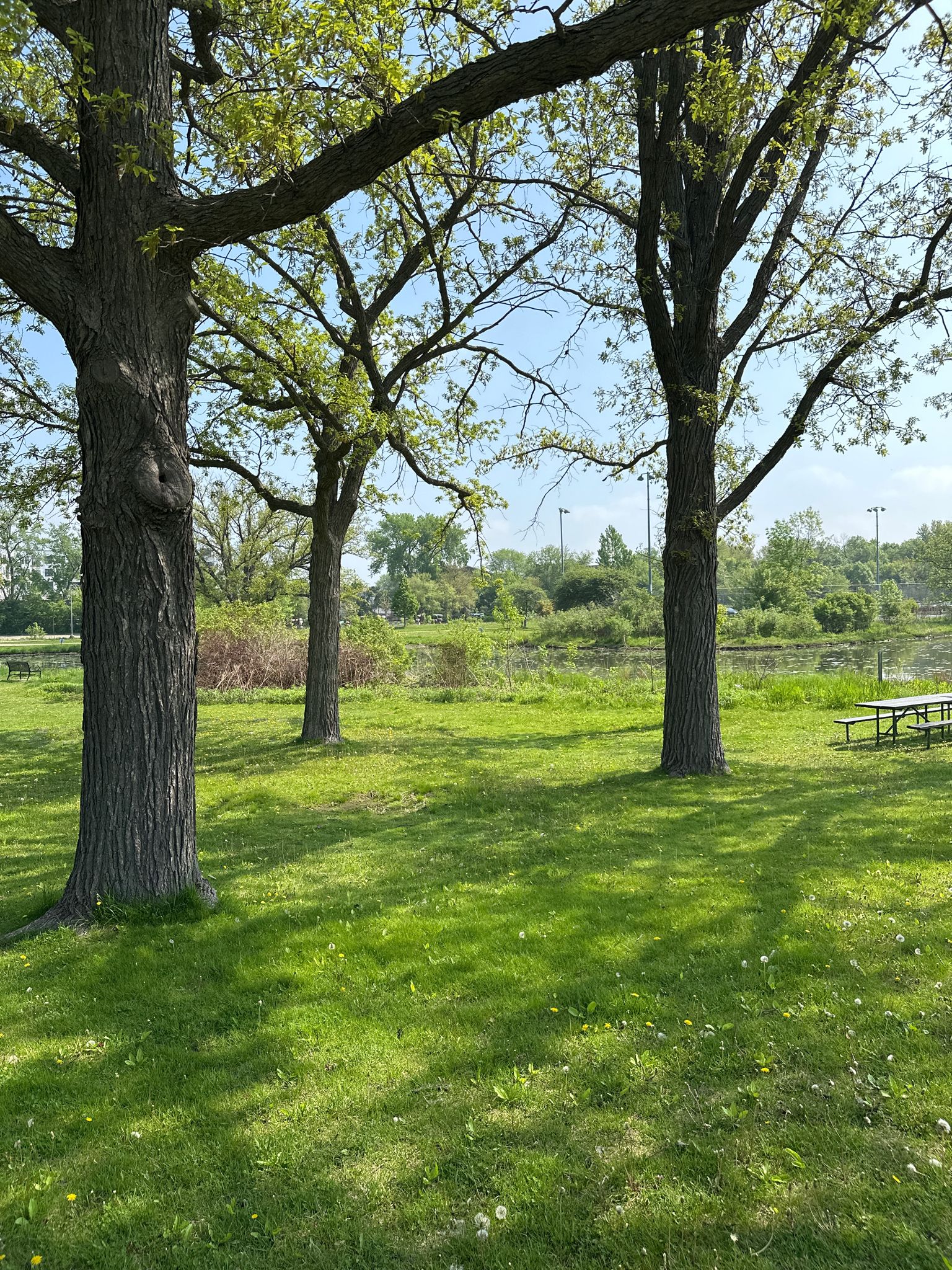 Sunny grassy park with large trees and a distant picnic table. - Ed Jepsen Way