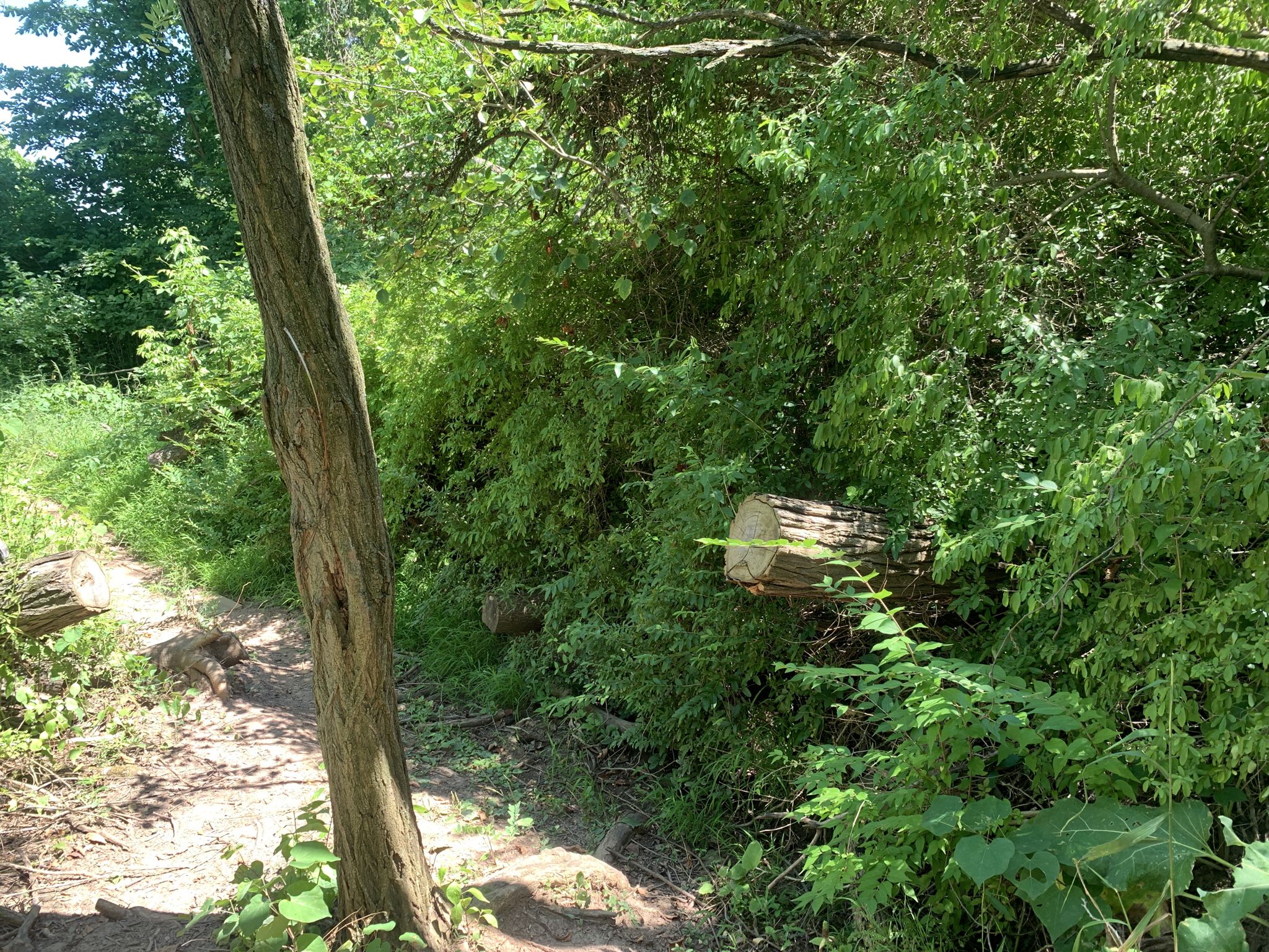 Dirt path alongside dense green bushes with cut logs embedded. - Emerald View Trail