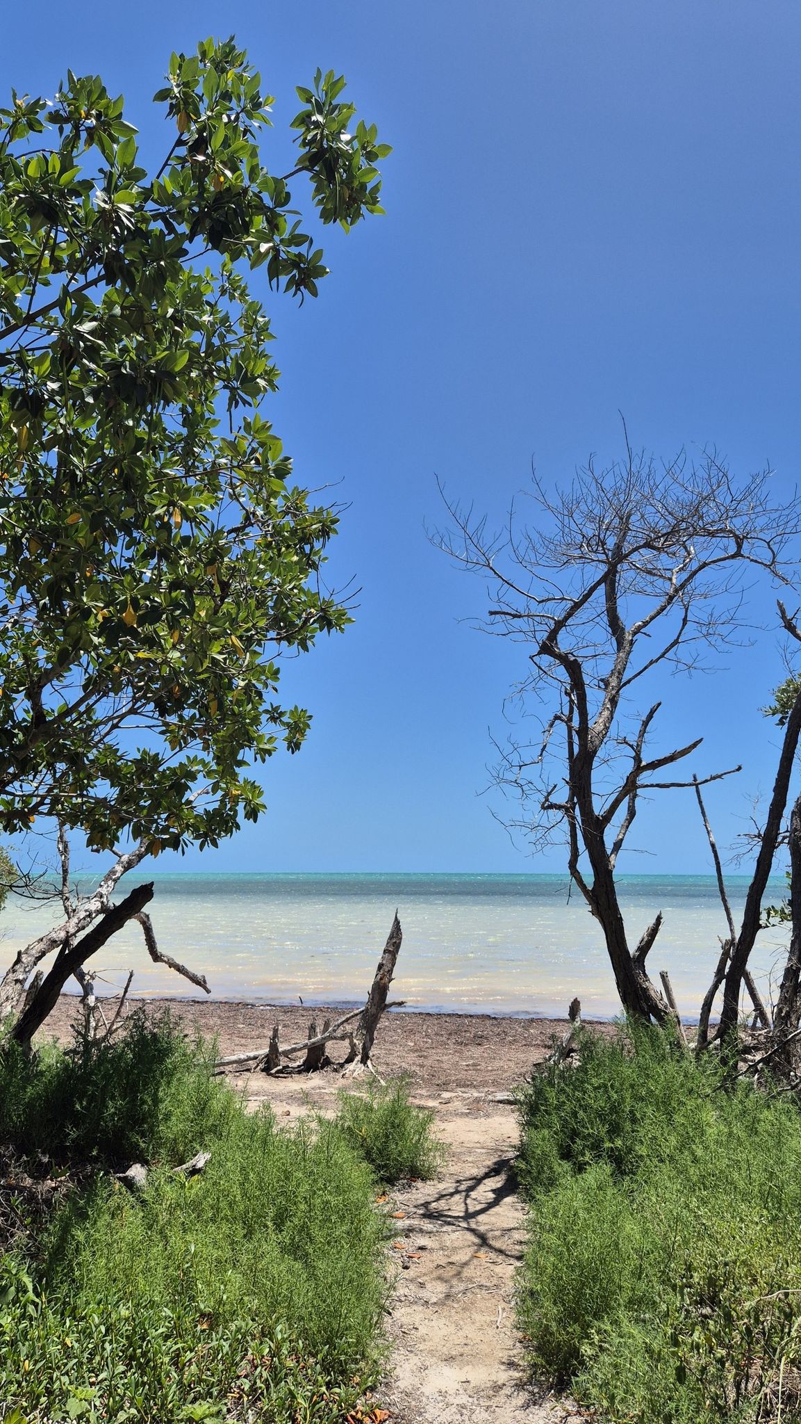 Path to a calm ocean through green and bare trees. - Golden Orb Trail