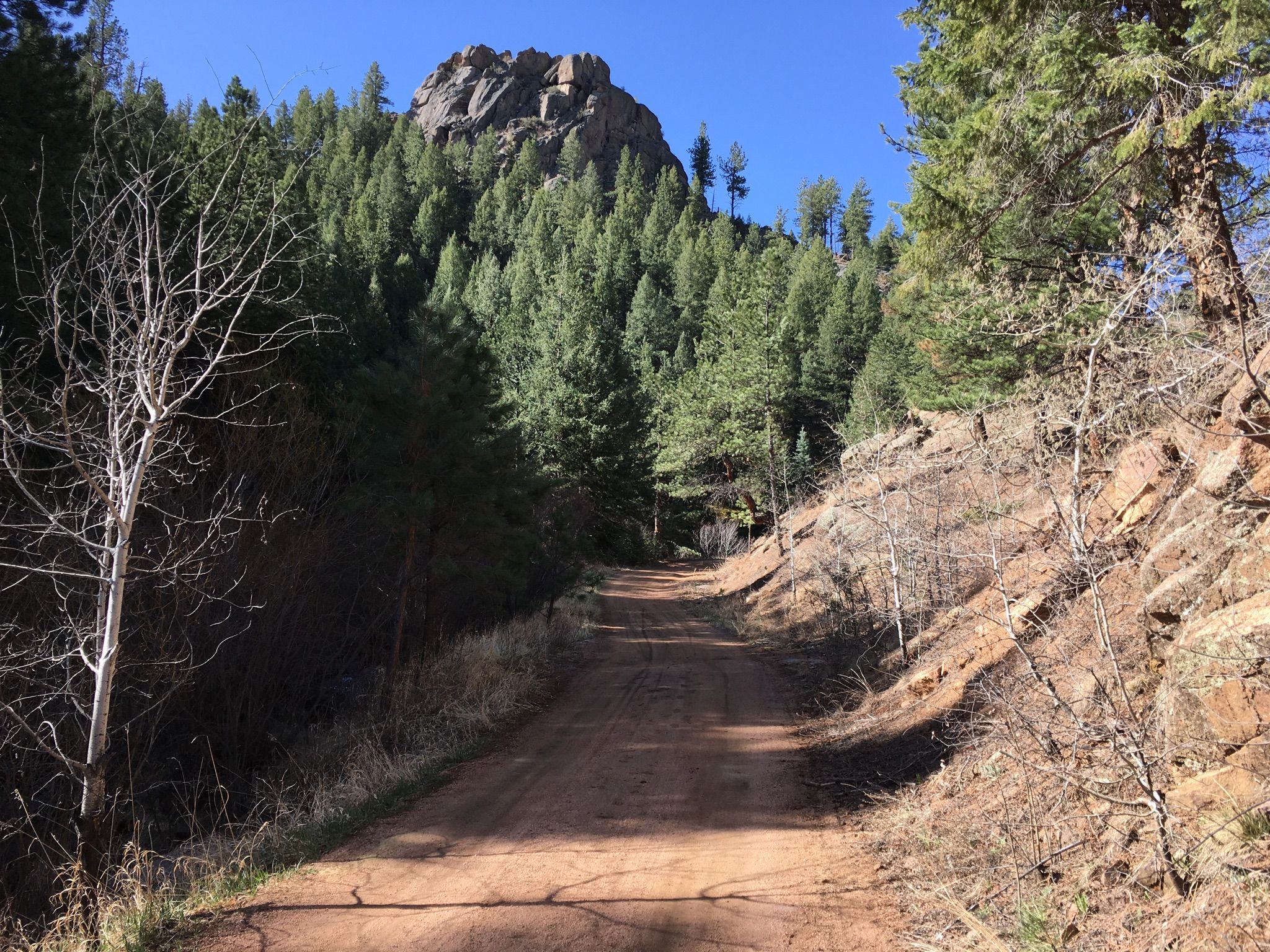 Sunny dirt road winding through a dense pine forest towards a rock formation. - Buffalo Creek North Side loop