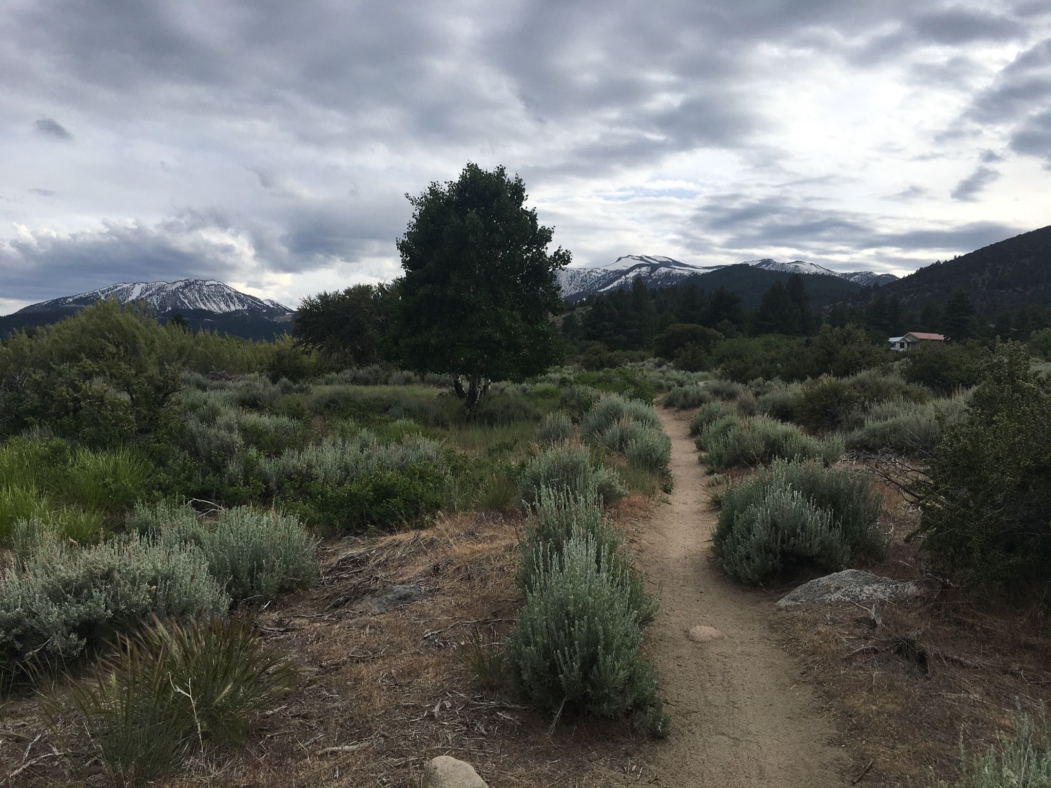 A dirt path through sagebrush leads to a tree and snowy mountains under a cloudy sky. - Upper Thomas Creek Trail – Lower Thomas Creek Trail loop from Galena High School