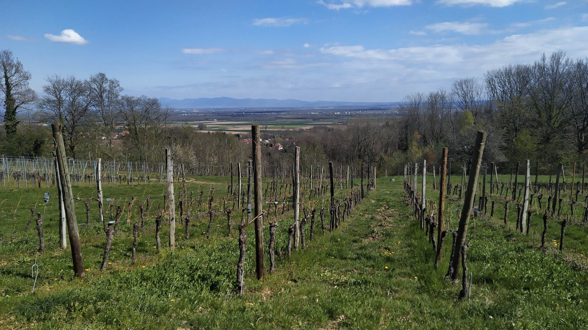 vignes