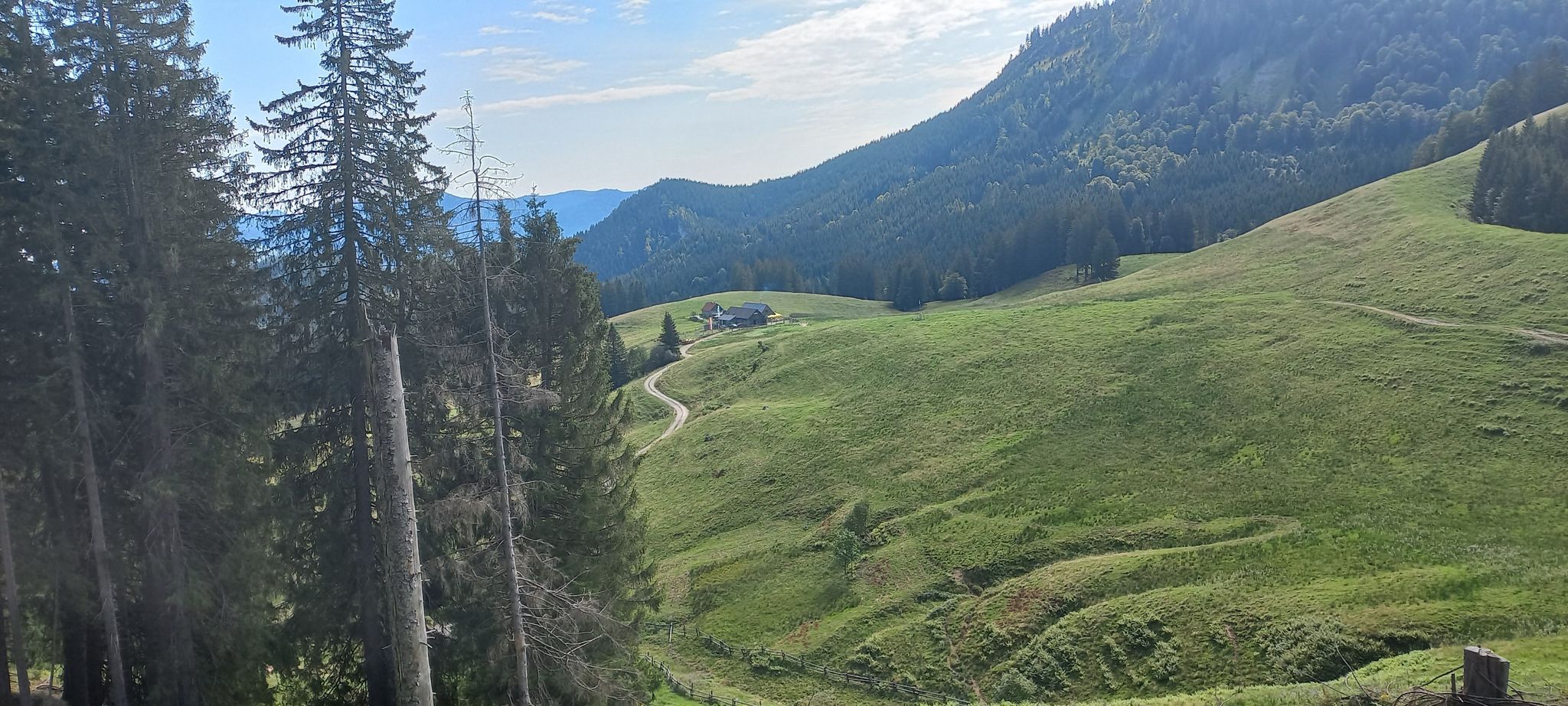 Ebenforstalm