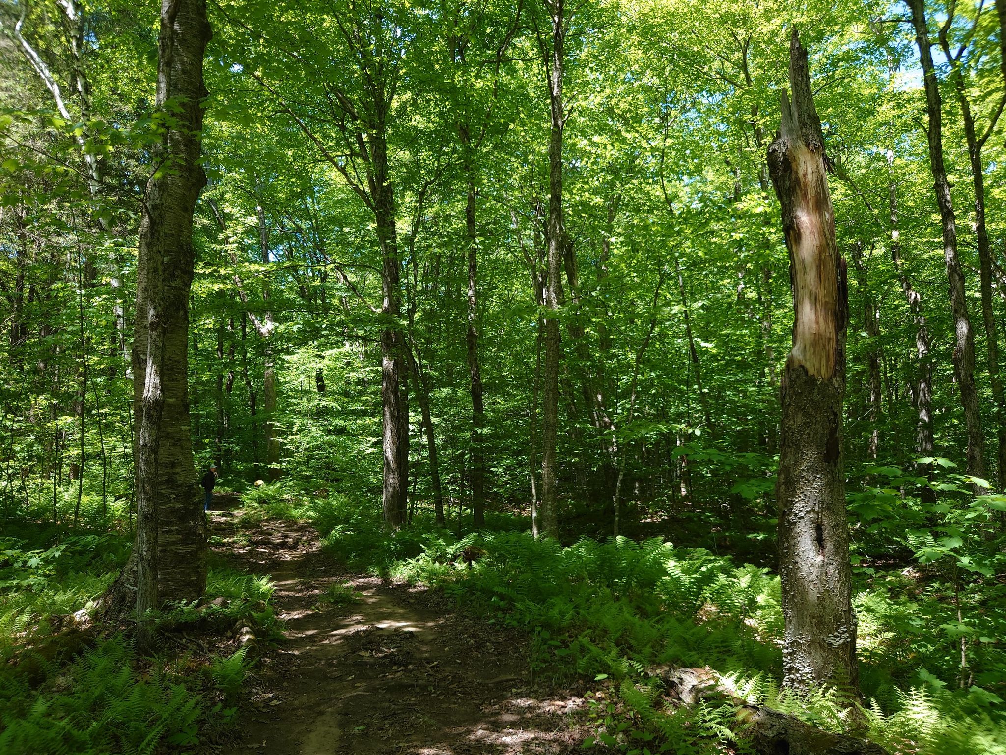 A sunlit forest path winding through lush green trees and ferns. - Busby Trail – Spruce Hill Lost Pond – Blackburnian Loop – Savoy Mountain State Forest