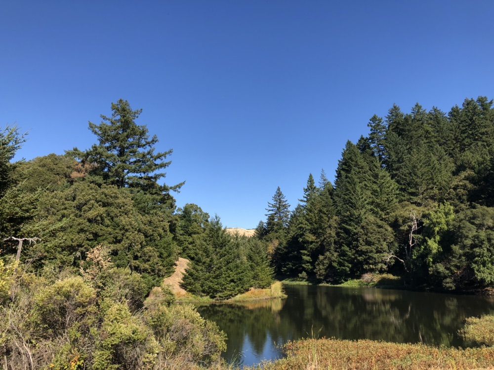 A serene lake reflecting tall evergreen trees under a bright blue sky. - Stevens Creek Nature Trail, Horseshoe Lake, and Lower White Oak Loop