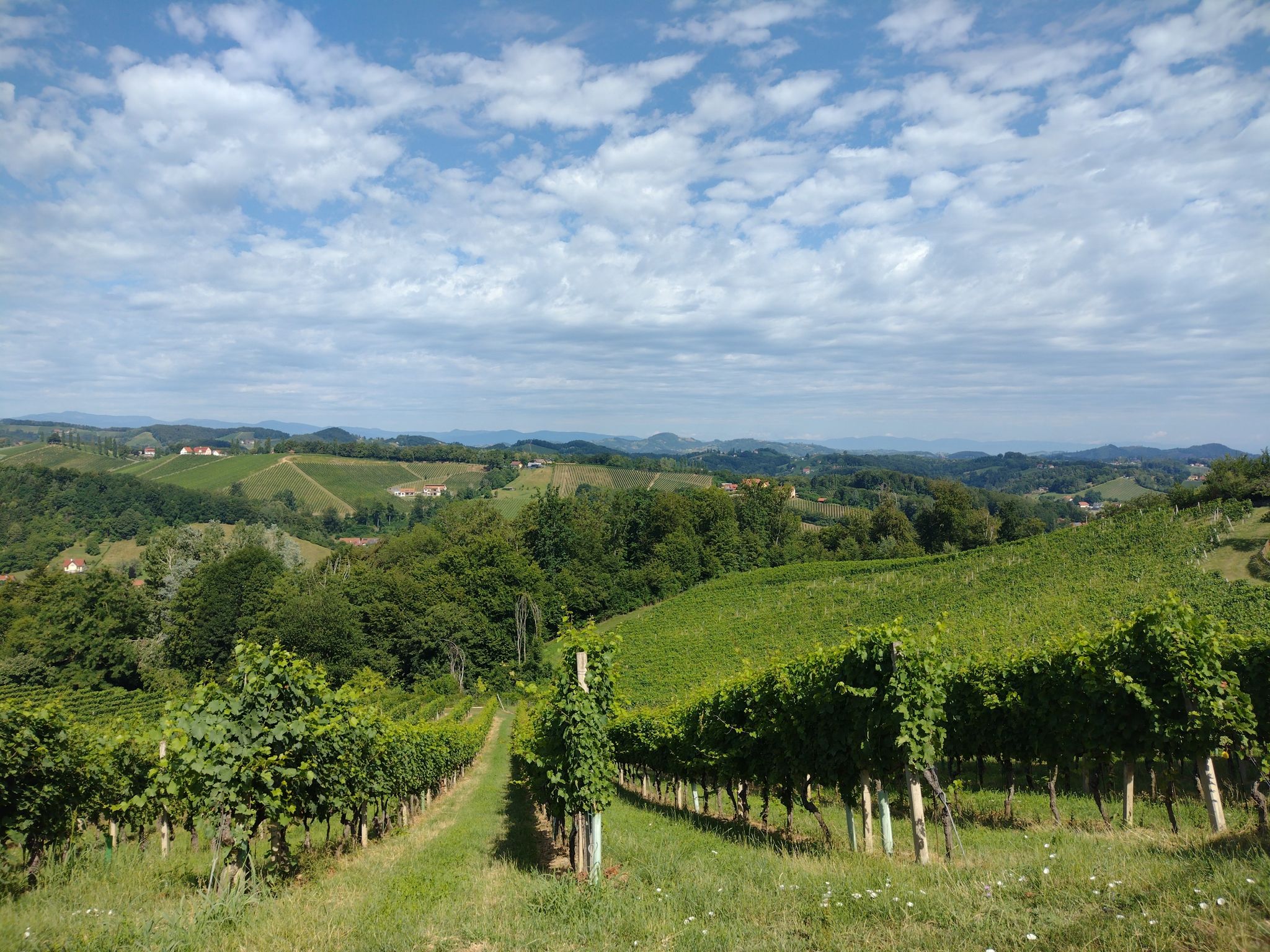 Blick in das Hügelland (ungefähr von Eckberg aus).