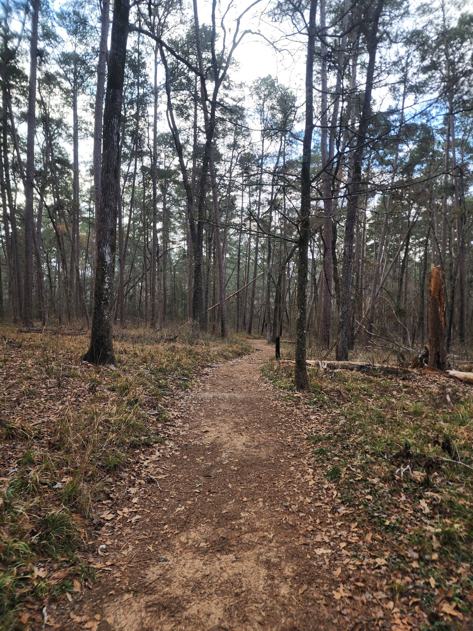 A narrow dirt trail winds through a sparse forest with brown fallen leaves. - Chinquapin Trail