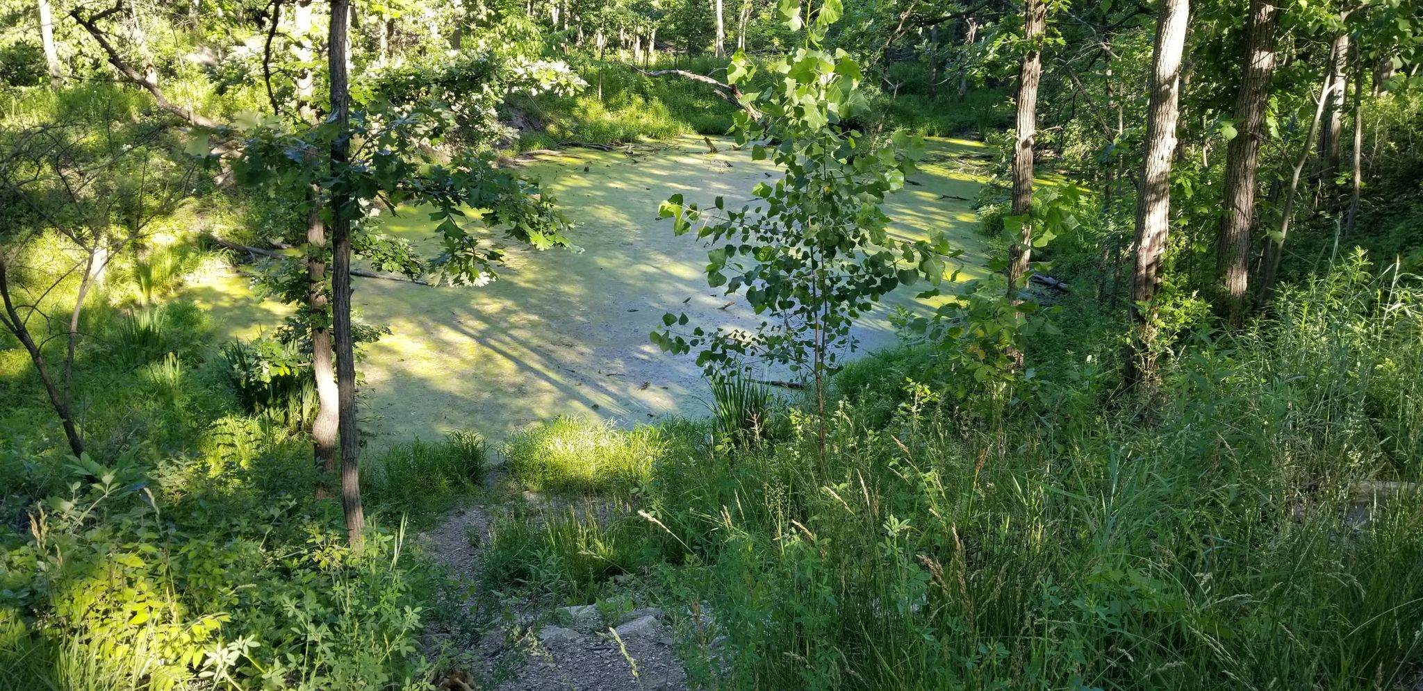 Overgrown pond with green surface, surrounded by dense sunlit forest. - Edgebrook Woods – Indian Road Woods loop from Lincolnwood