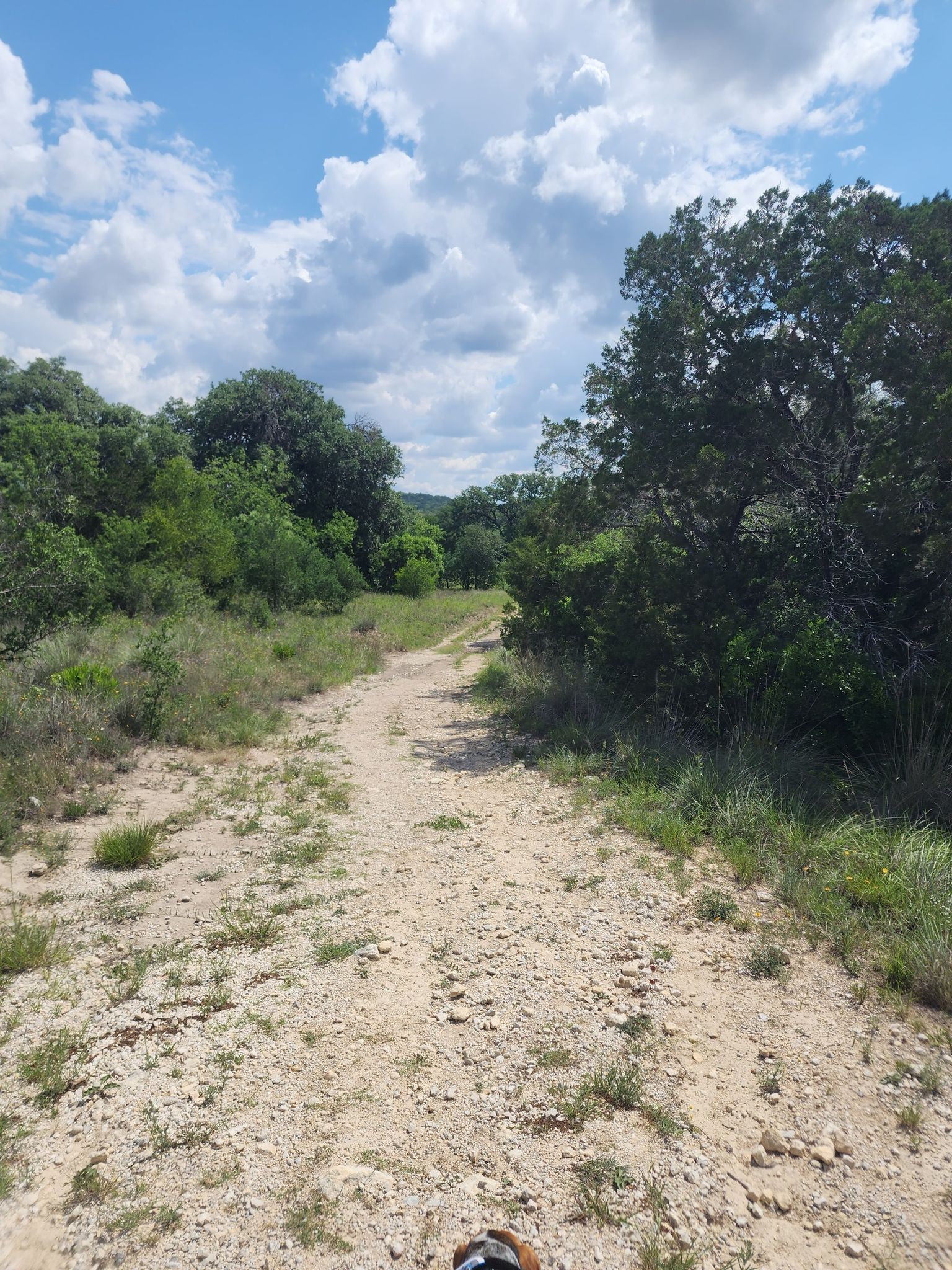 A person's foot on a dirt path through a green, wooded area. - Hiking loop from Hill Country State Natural Area