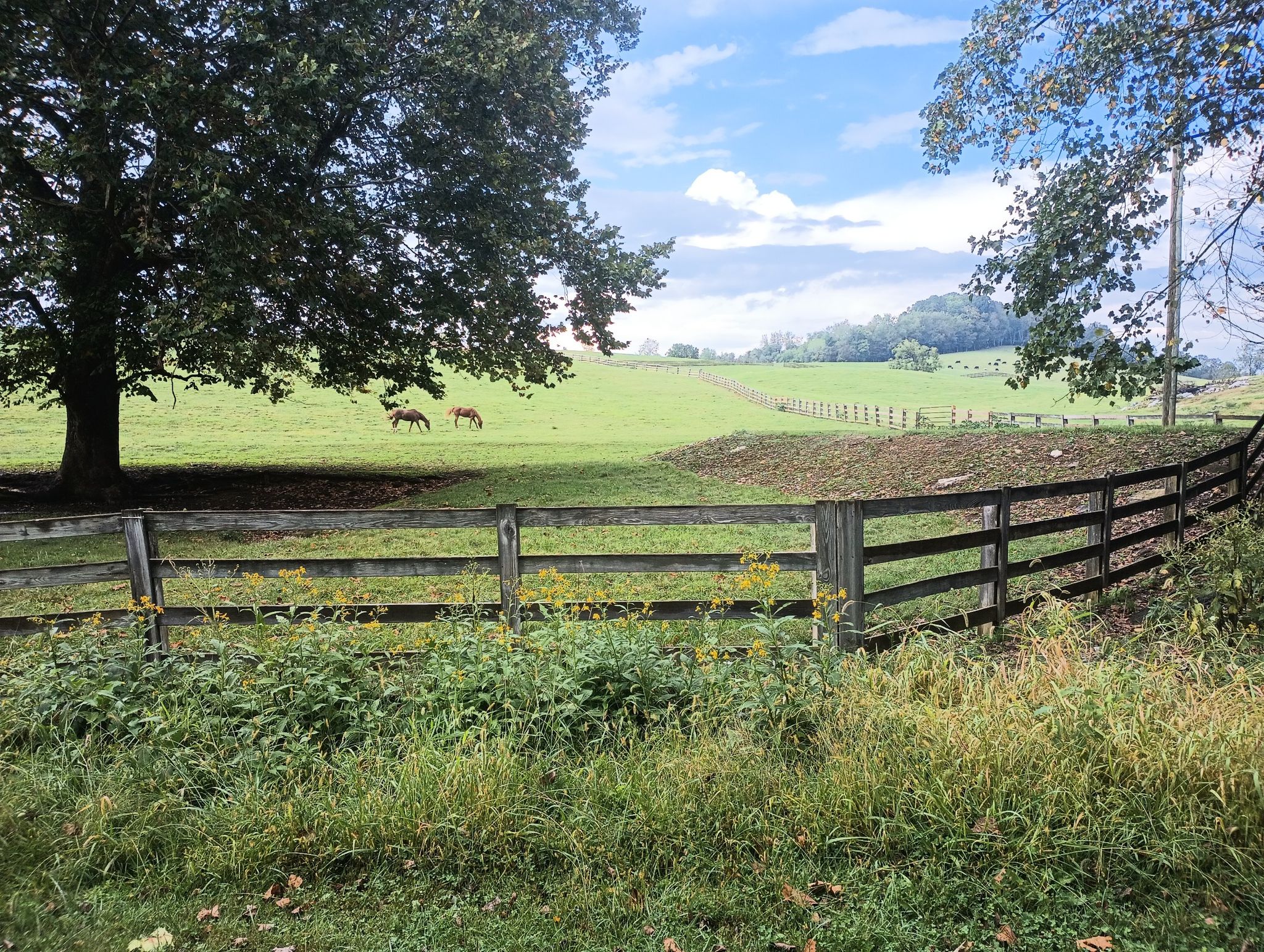 A wooden fence separates a grassy pasture with two horses from the foreground. - Virginia Creeper Trail loop from Abingdon