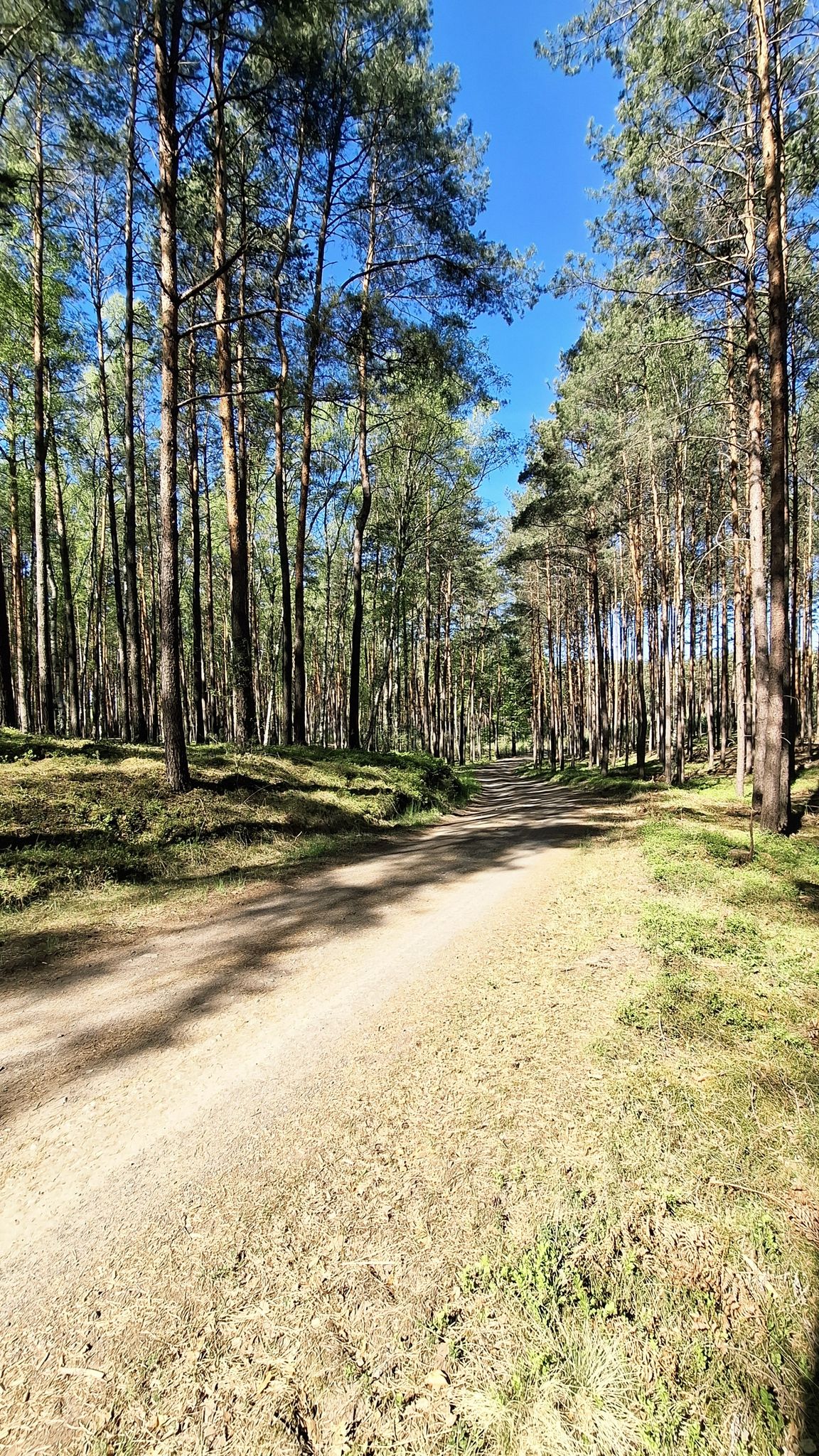 Droga szutrowa. Radomia- Leśniów Wielki