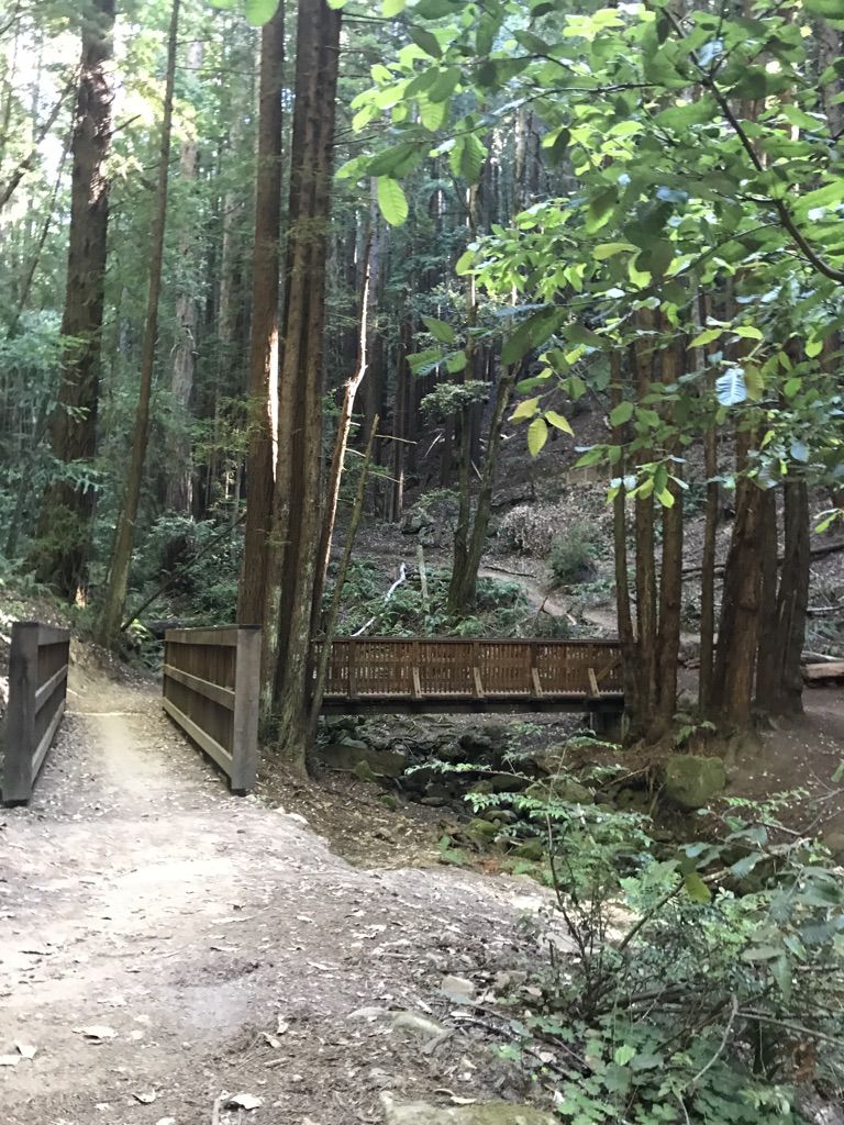 Two wooden bridges span a stream in a sun-dappled forest. - North Leaf Trail – Skeggs Point loop from Purisima Creek Redwoods Open Space Preserve