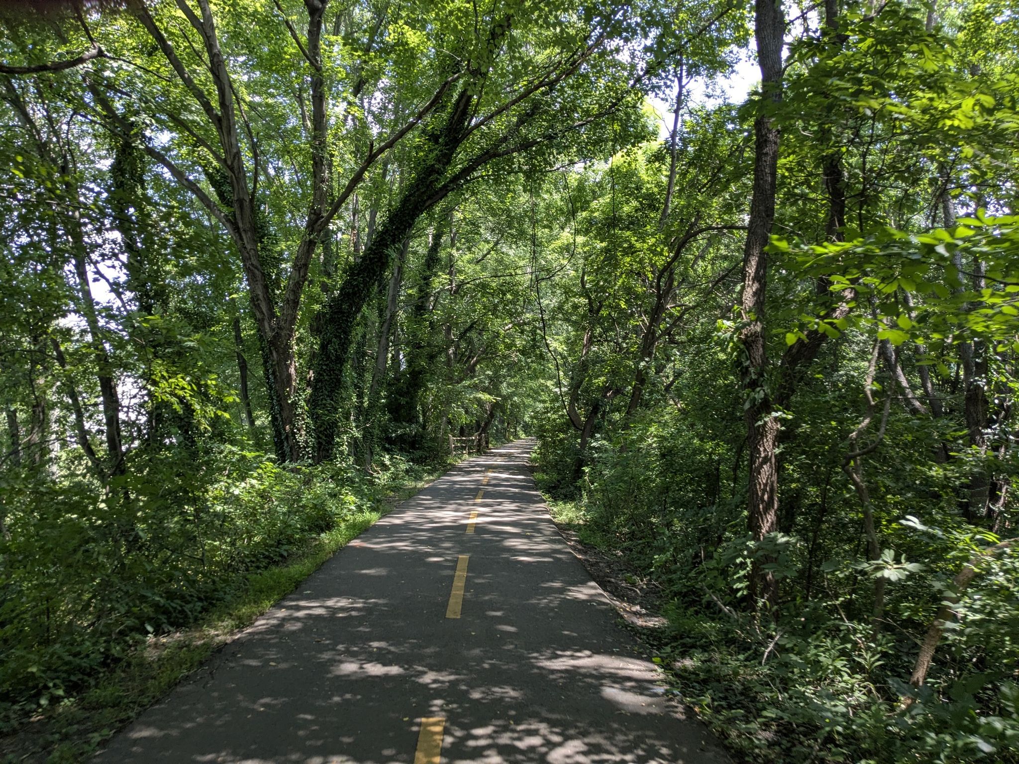 Paved path with yellow lines under a dense canopy of green forest trees. - Washington & Old Dominion Trail: Leesburg Loop