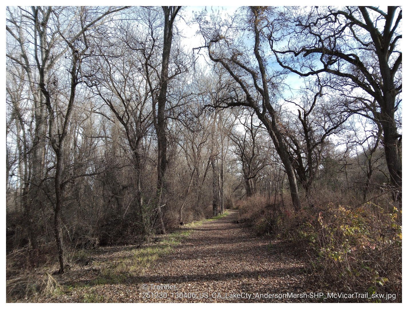 Dirt path winding through a forest of bare trees on a bright day. - Clear Lake via the McVicar Trail