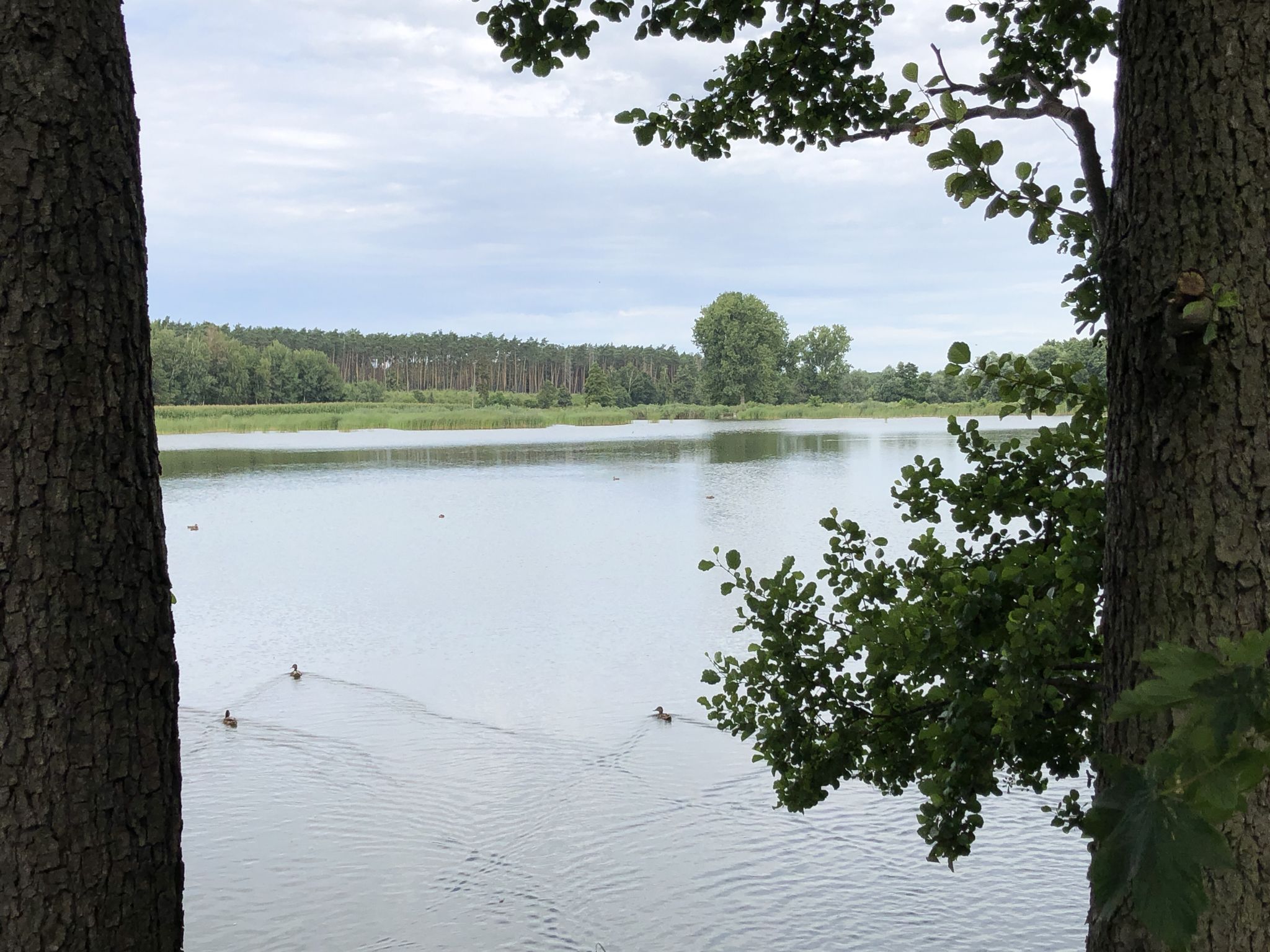 Kleiner See kurz vor Krotoszyn. Idealer Pausenort. 