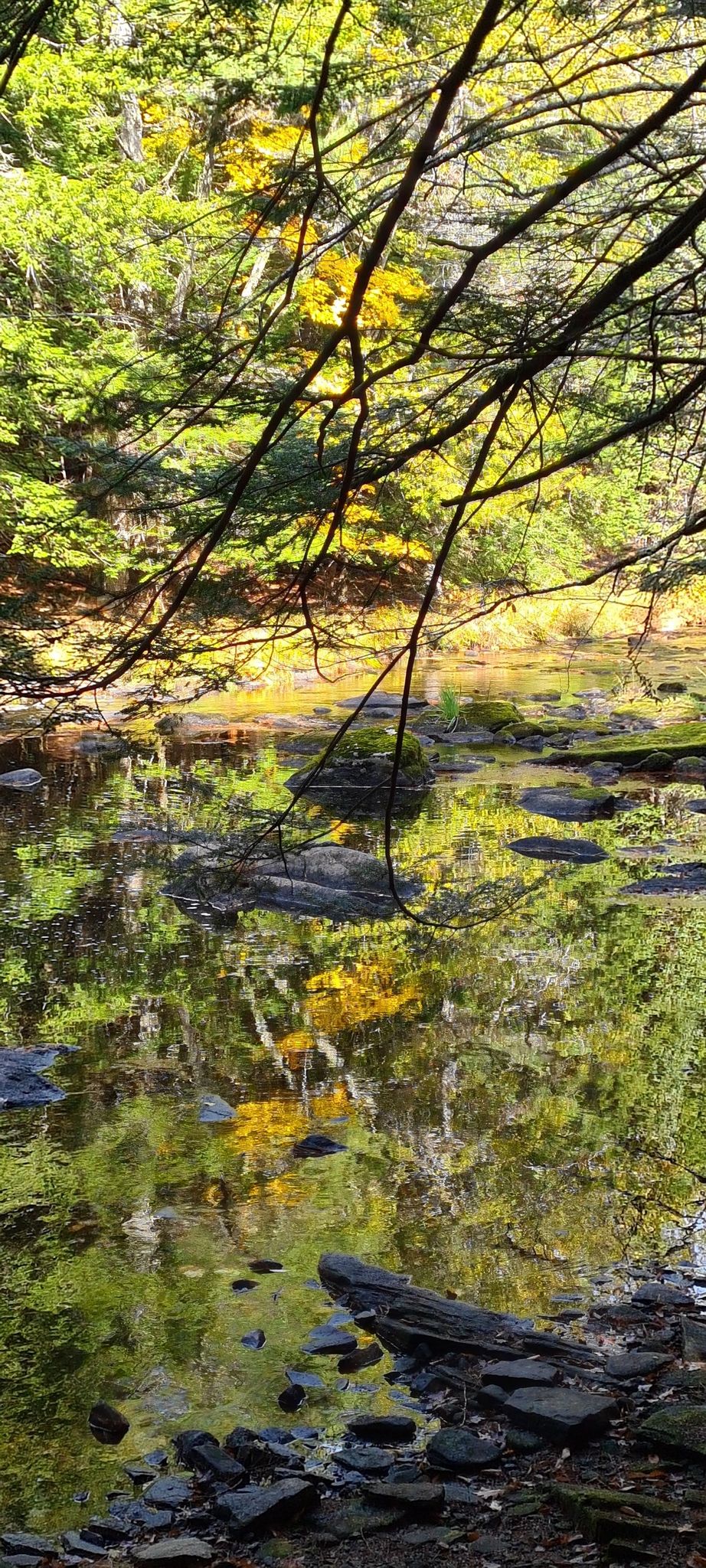 Sunlit autumn trees reflect beautifully in a calm, rocky stream. - Highland and Cathance River Trail Loop