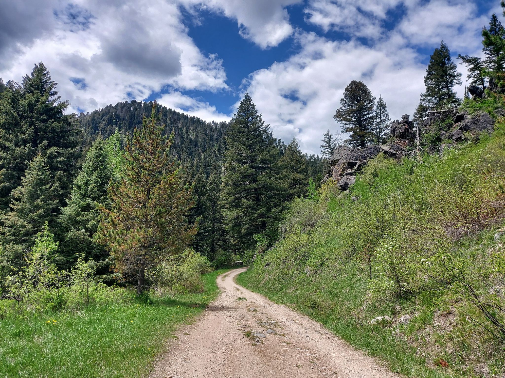 A winding dirt road through a green forest under a partly cloudy sky. - Triple Tree Trail – Highland Glen Nature Preserve loop from Bozeman