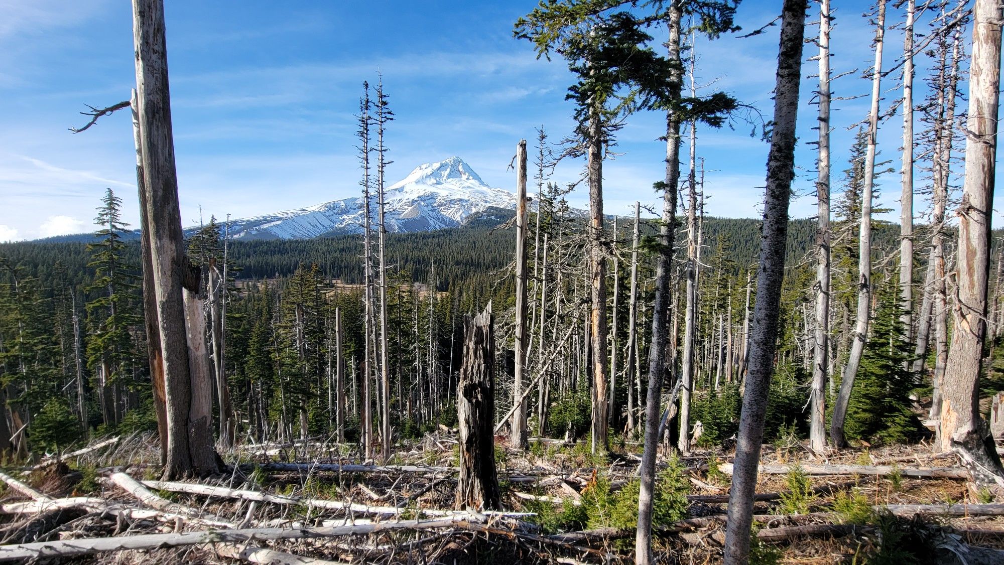 Snow-capped mountain peak rises above a forest of dead and living trees. - Elk Meadows and Bluegrass Ridge Loop
