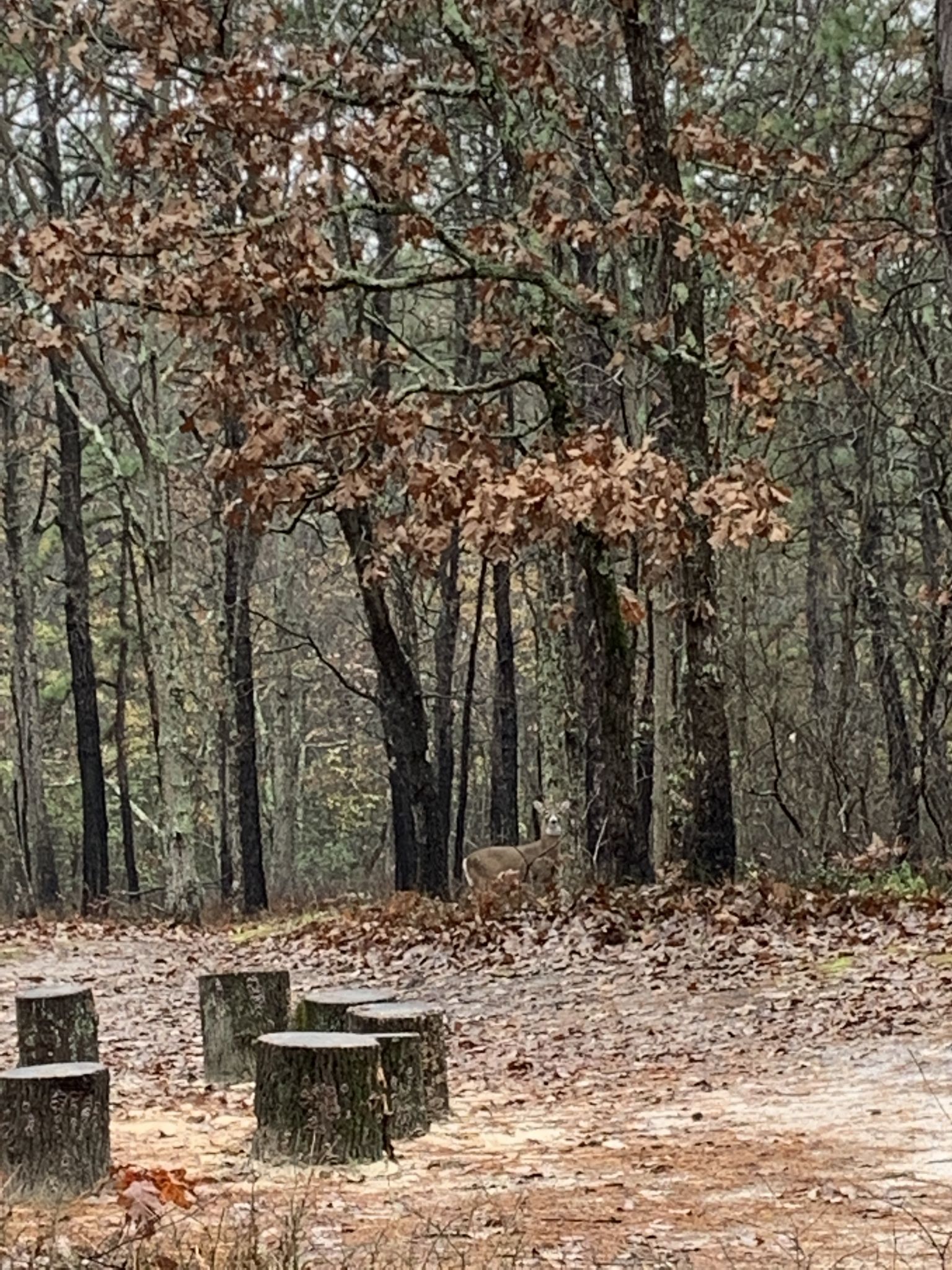 A deer stands in a forest clearing with tree stumps and fallen leaves. - REI Corkscrew White Trail