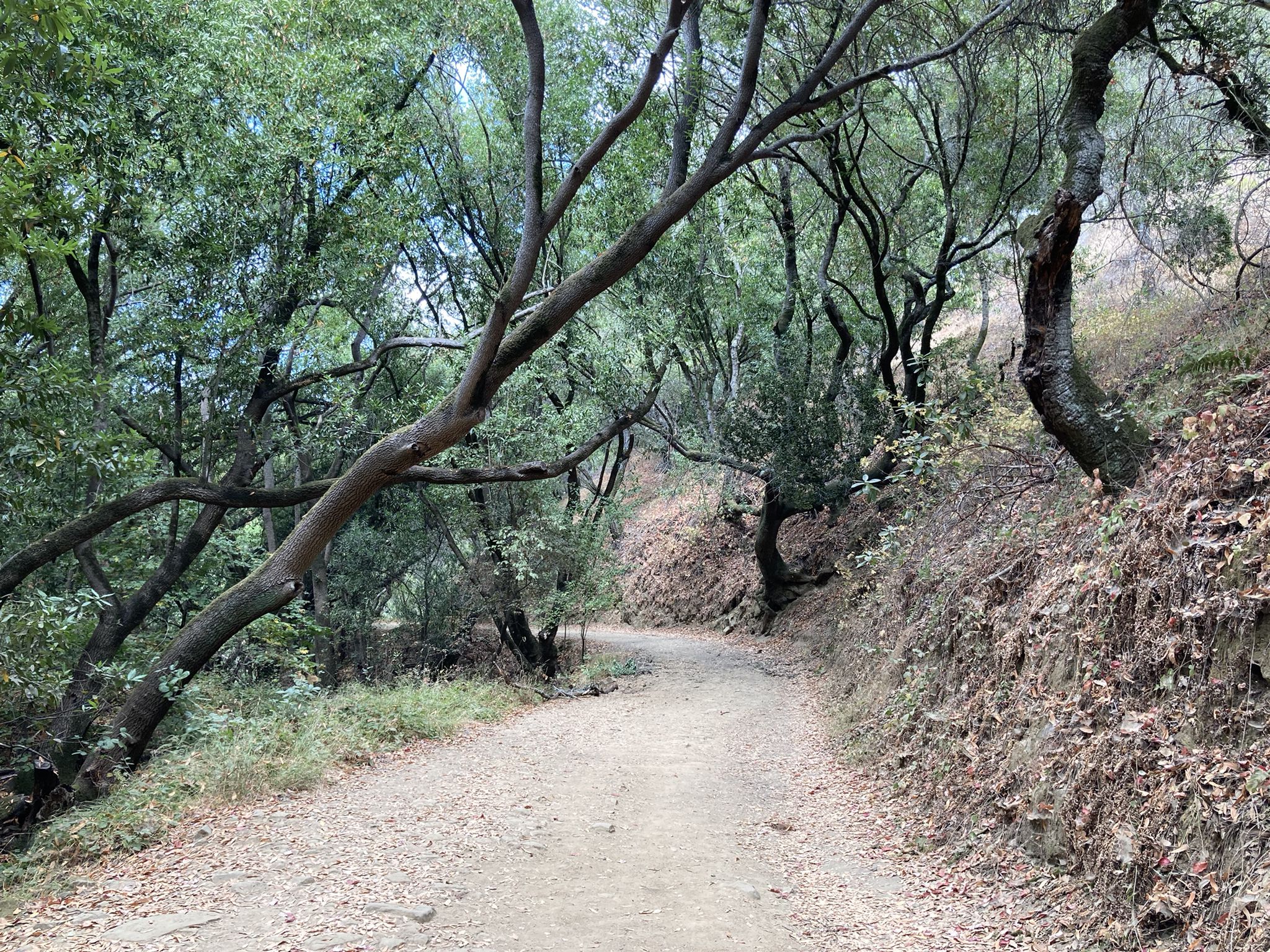 A winding dirt path through a dense forest with dappled sunlight. - Ten Hills Trail – Cameron Loop Trail loop from Castro Valley
