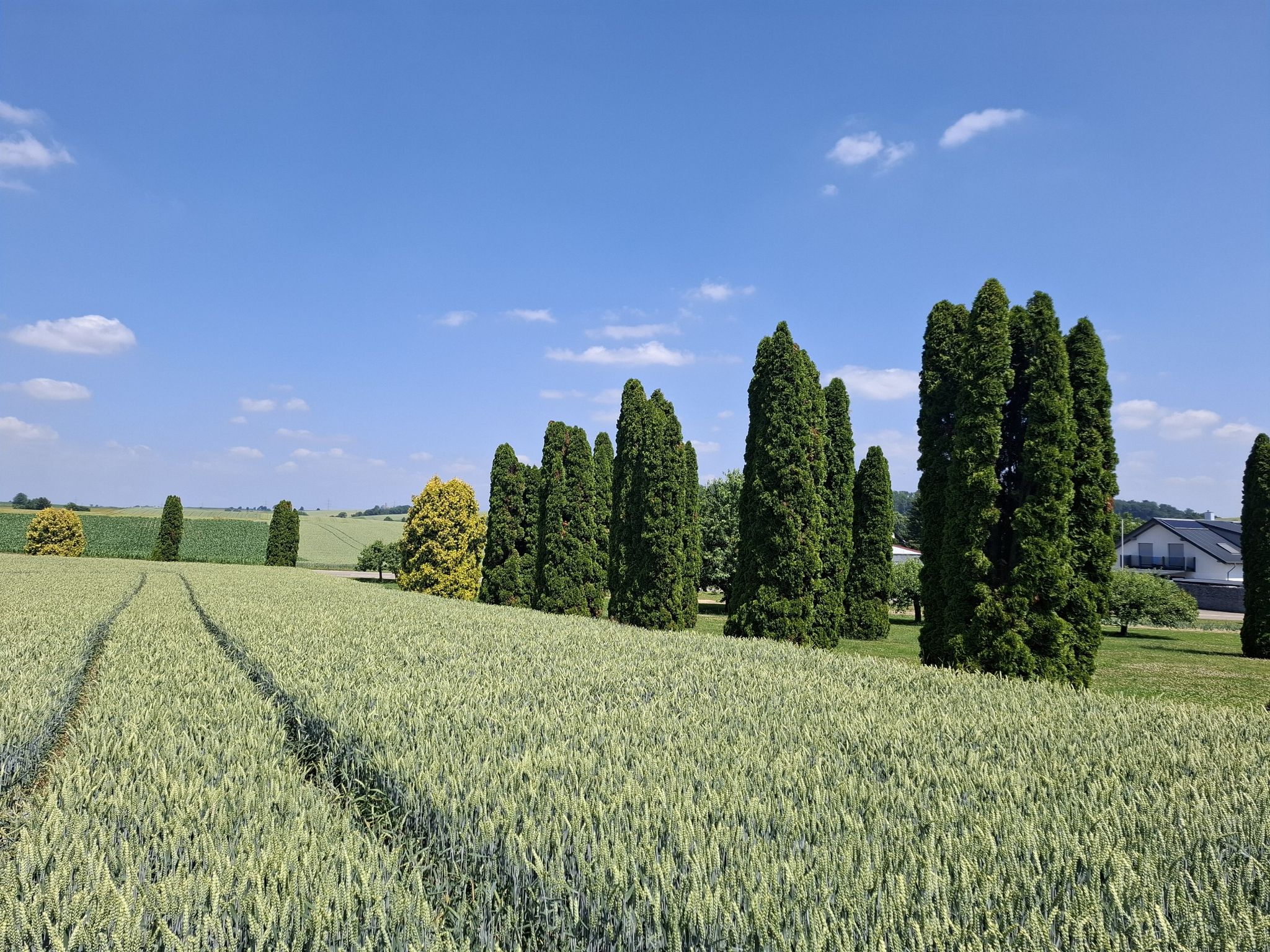 Eine schöne Gartenanlage mit gepflegten Zierbäumen am Ortsrand