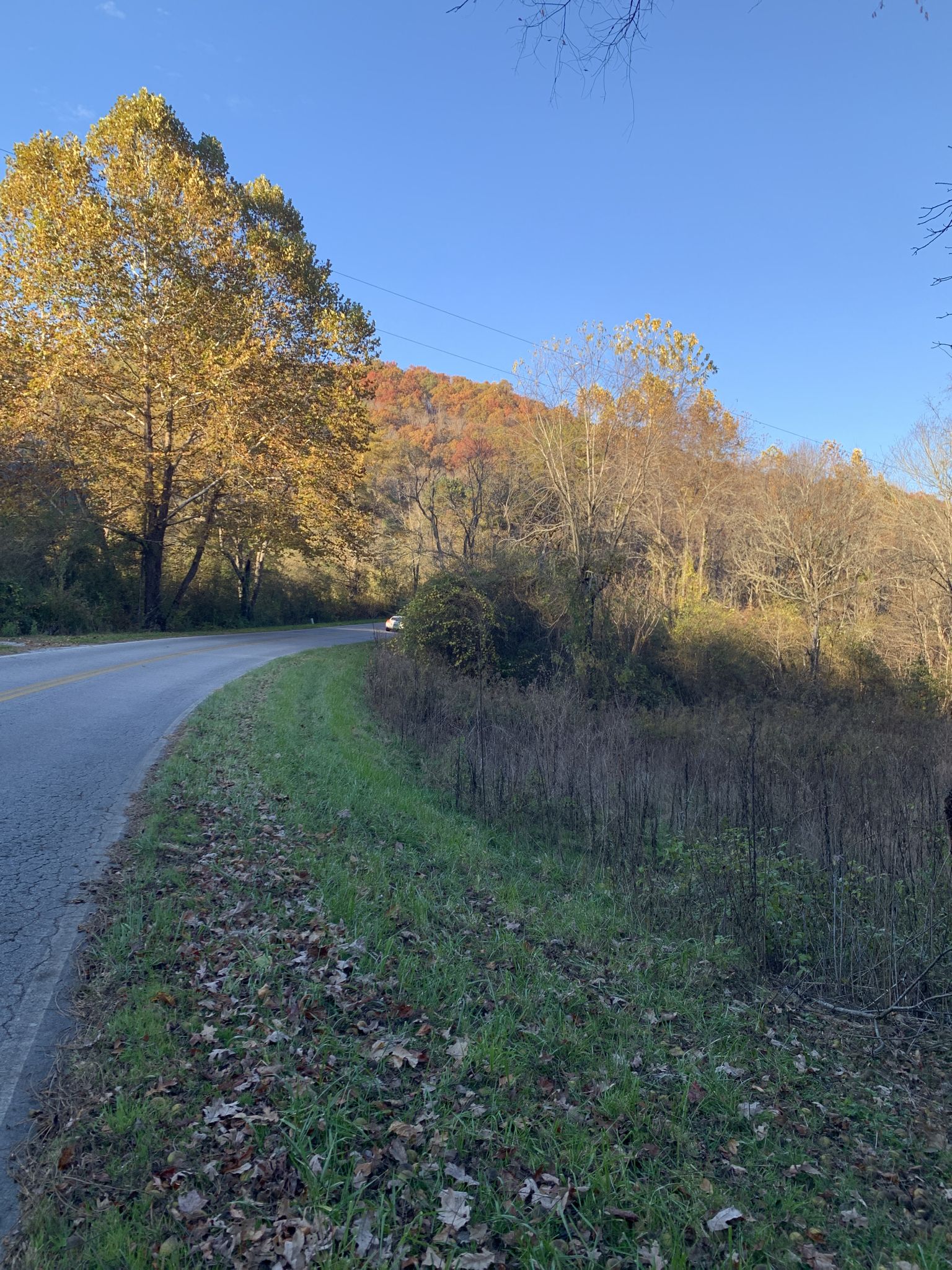 FALL COLOR 