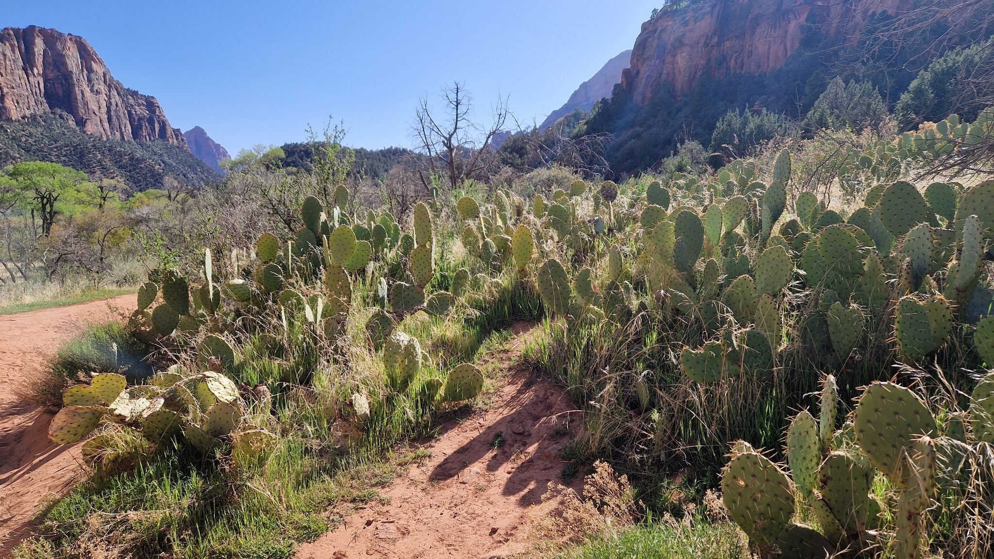 Sunny desert landscape with abundant prickly pear cacti and distant mountains. - Bridge over Virgin River – Watchman Trailhead loop from Zion Lodge