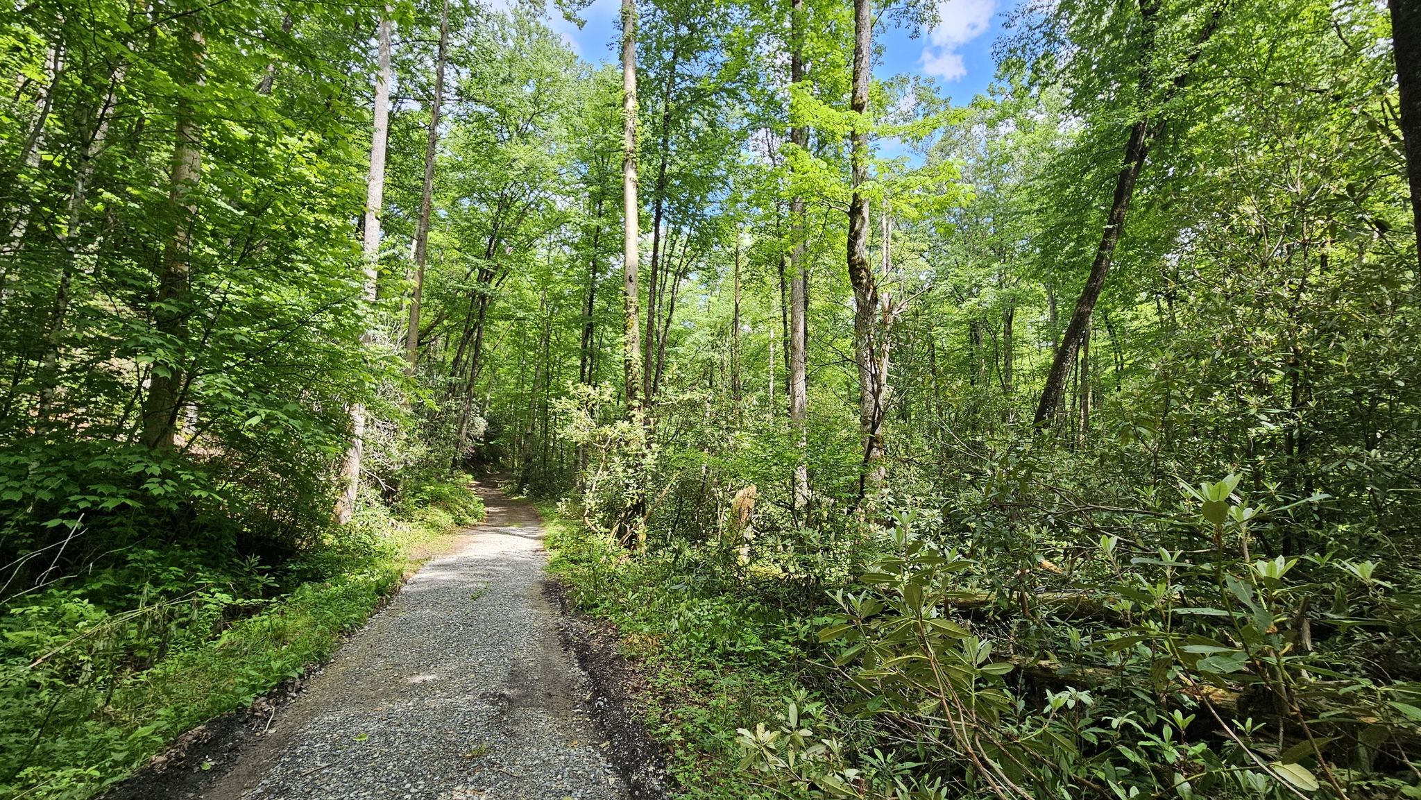 A sunny dirt path winds through a dense, vibrant green forest. - Bradley Fork, Chasteen Creek, and Hughes Ridge Loop